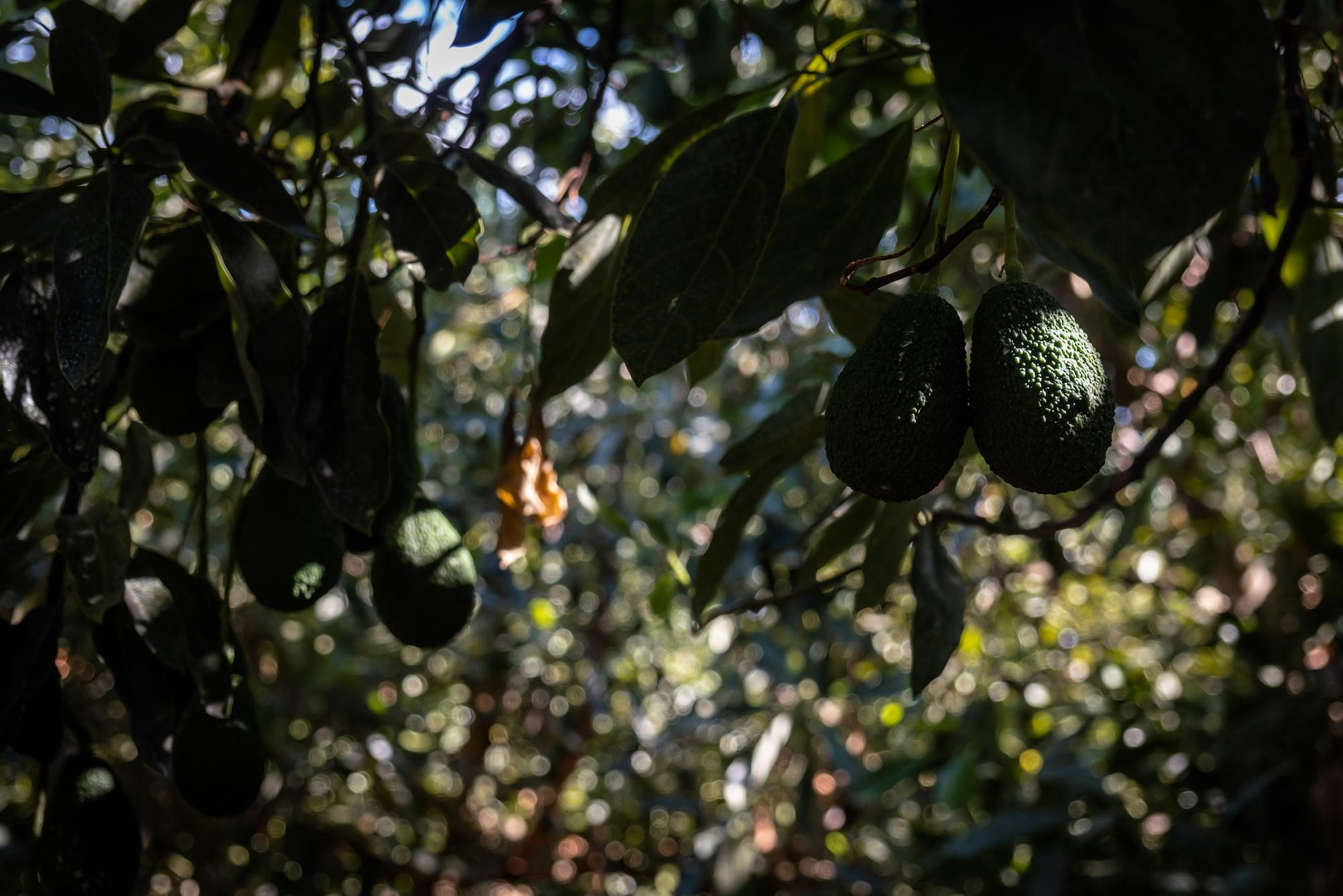 Aguacates en Portugal - 6