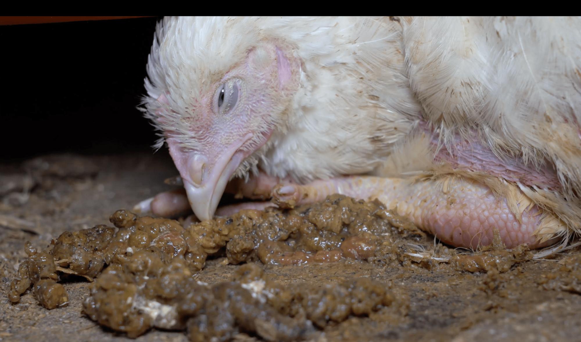 Investigación de Equalia sobre maltrato animal en granjas avícolas alemanas vinculadas a Lidl - 1