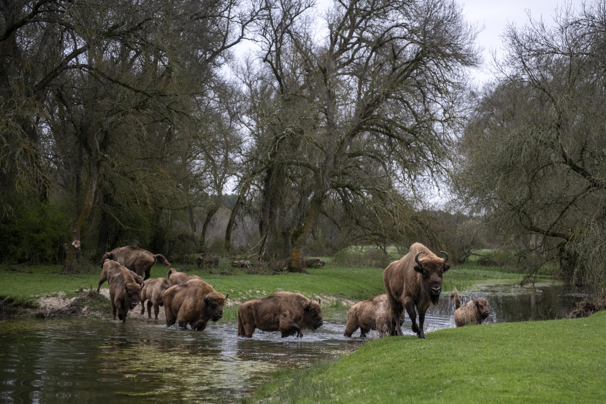 bisontes segovia