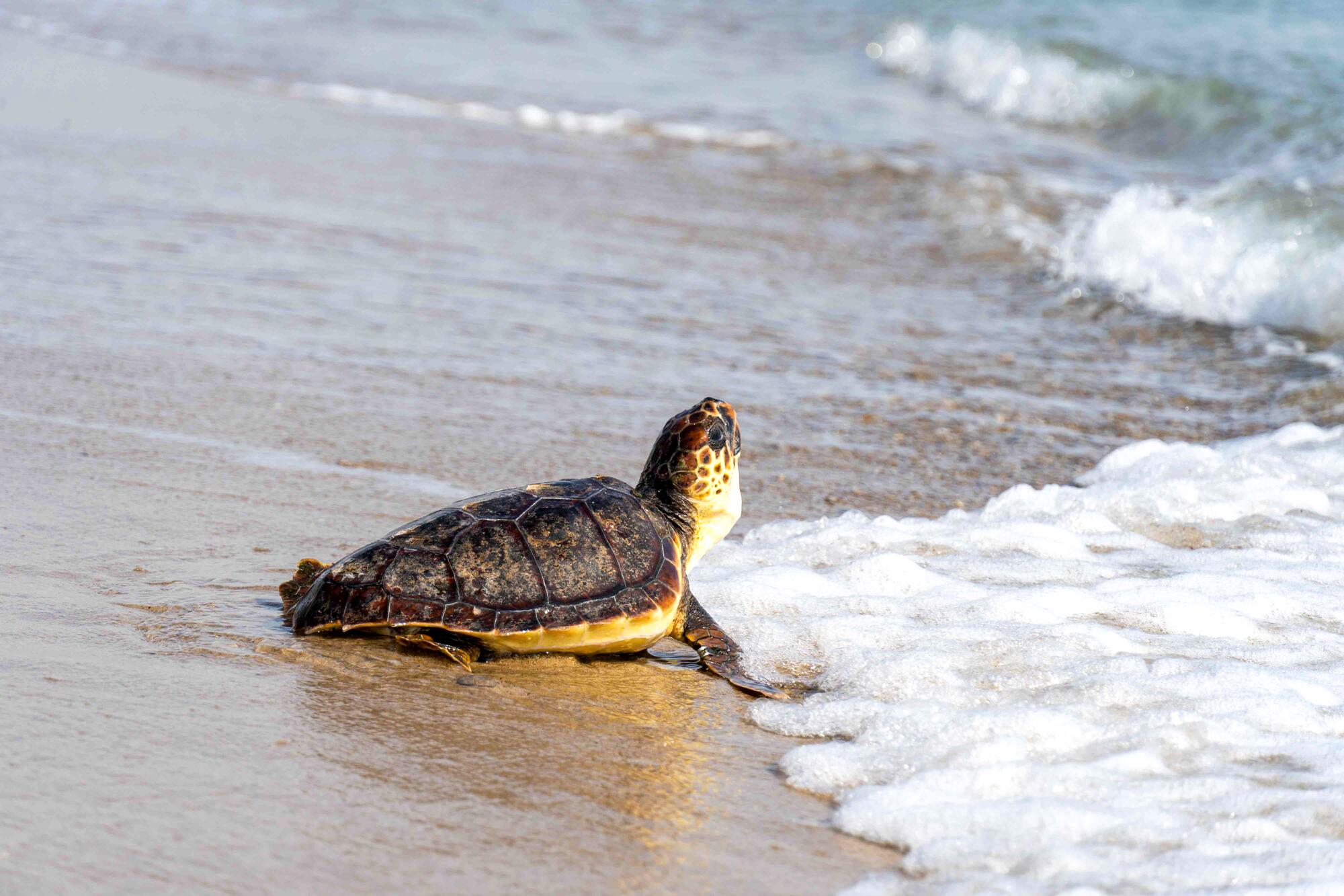 Tortuguita entrando al mar