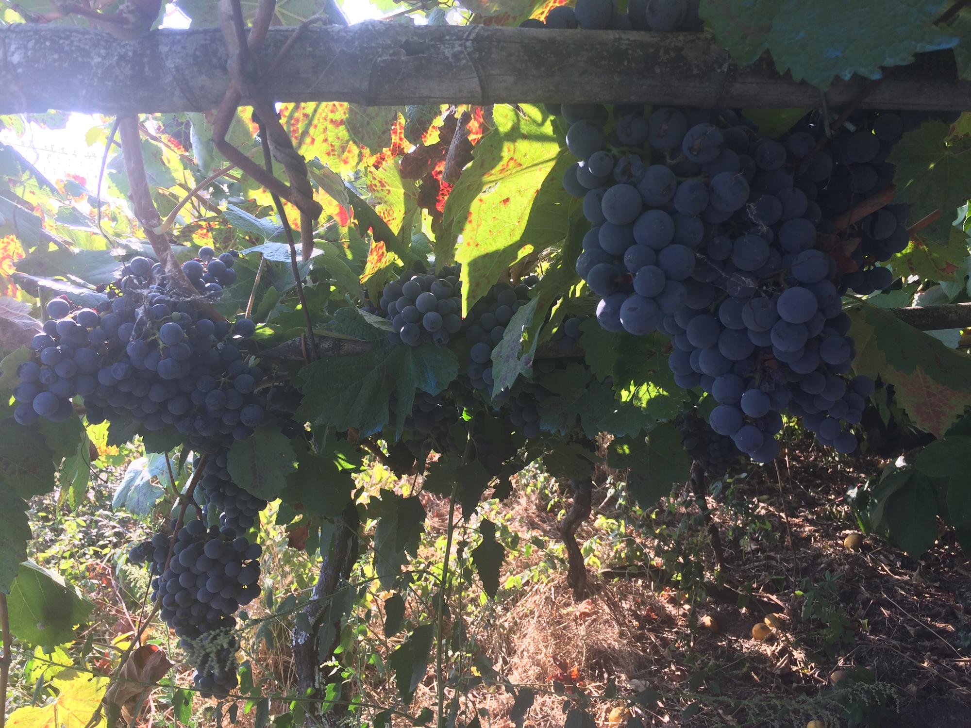 Acios de uva