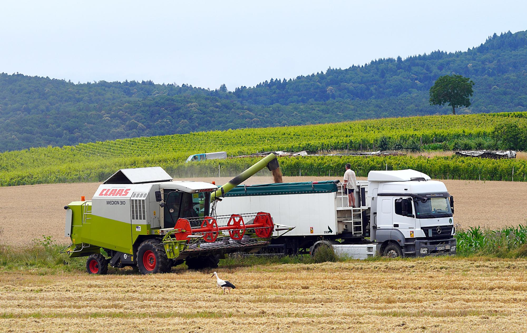 Agricultura cereal imagen camión