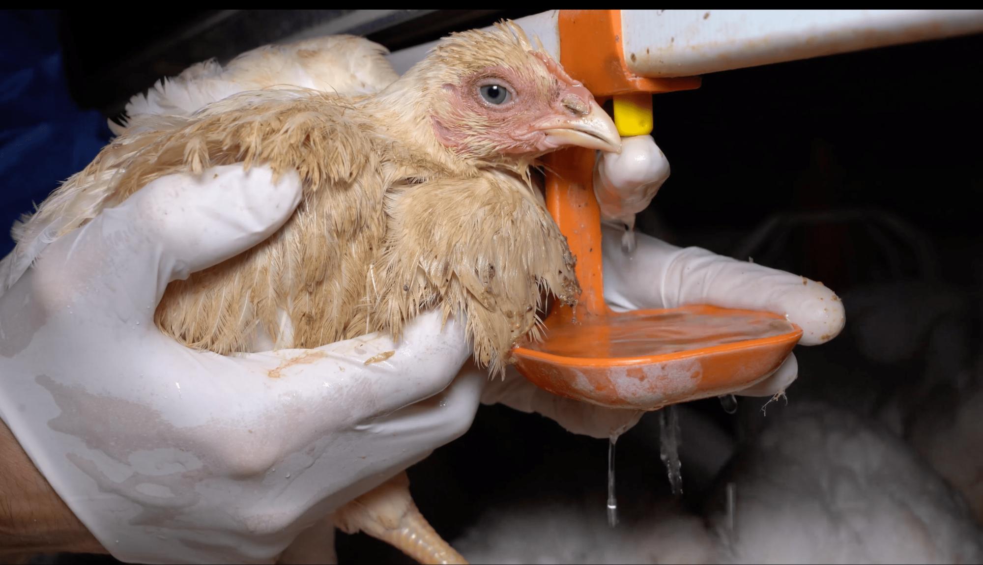 Investigación de Equalia sobre maltrato animal en granjas avícolas alemanas vinculadas a Lidl - 2
