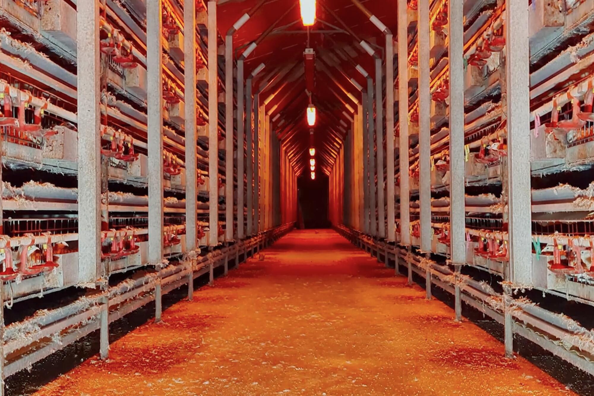 Granja Codornices - 3