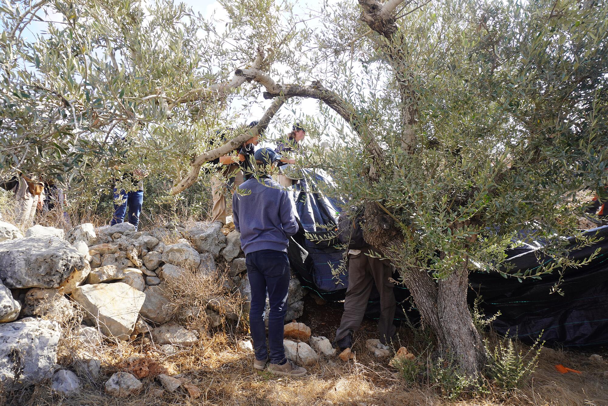 Aceituna palestina - 2