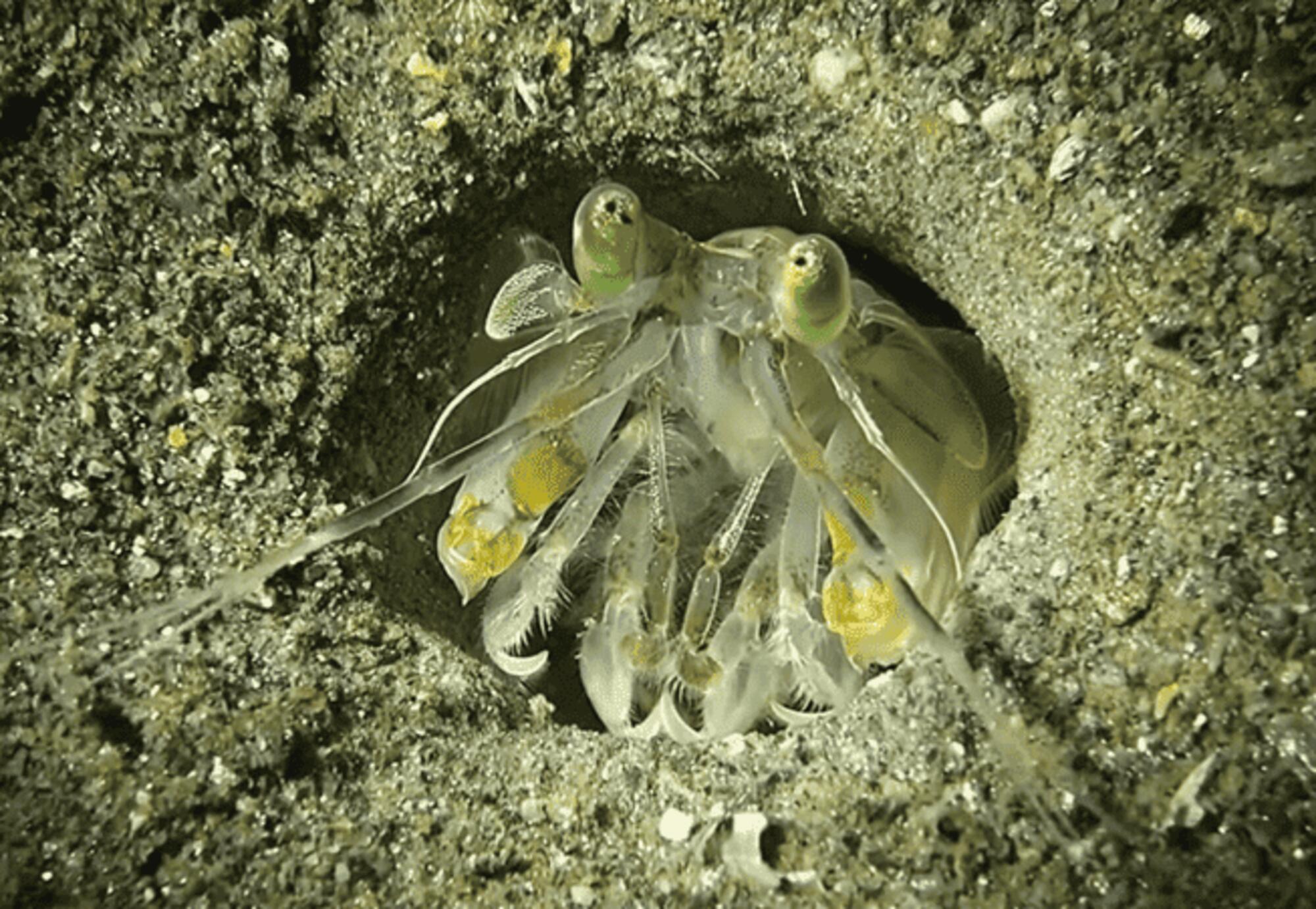 Especie de camarón en su hábitat, en el documental SEANTIENCE.