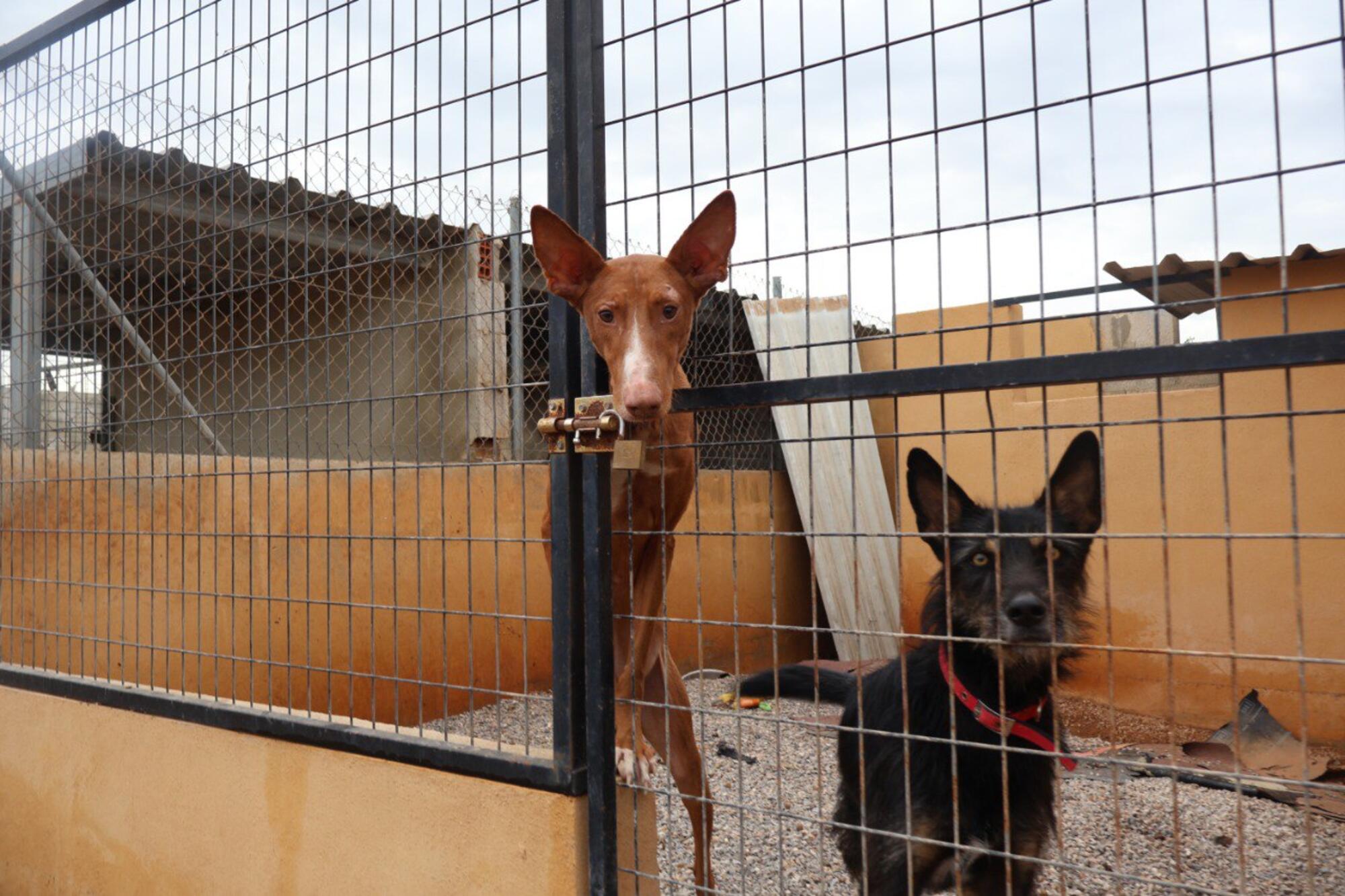 Fotos Valencia animales - 6