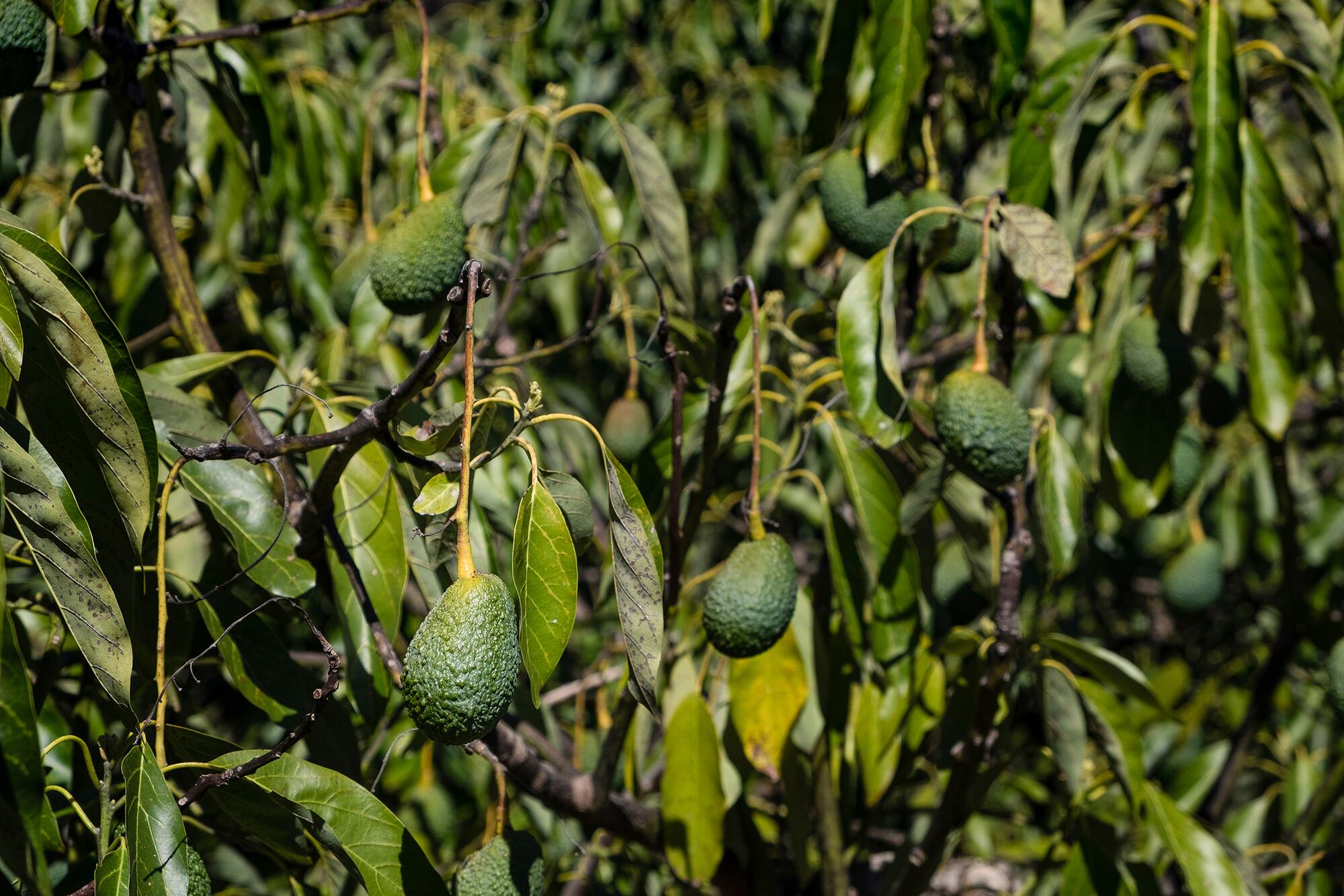 Aguacates Granada