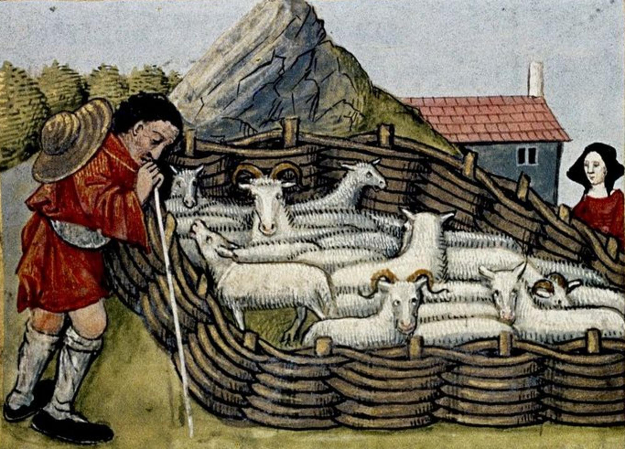 Print of sheep in woven hurdle pen. Medieval France. 15th century.