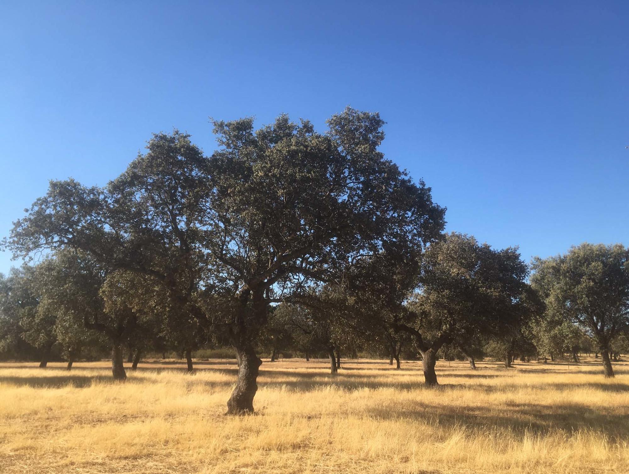 La Encina Extremadura 1