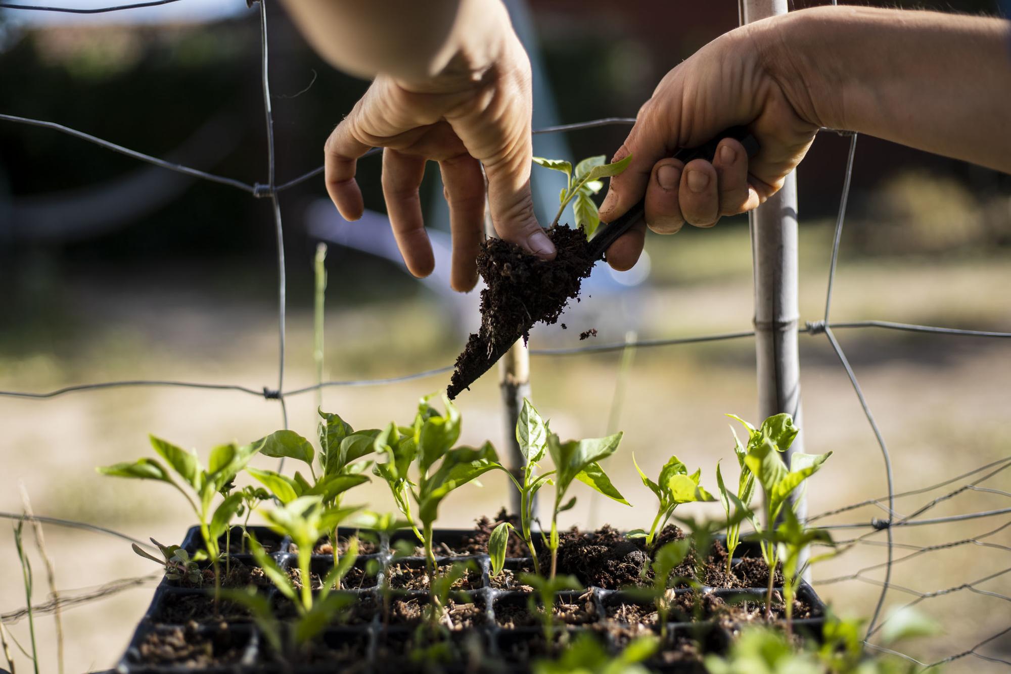 Huerto rural autoconsumo - 6