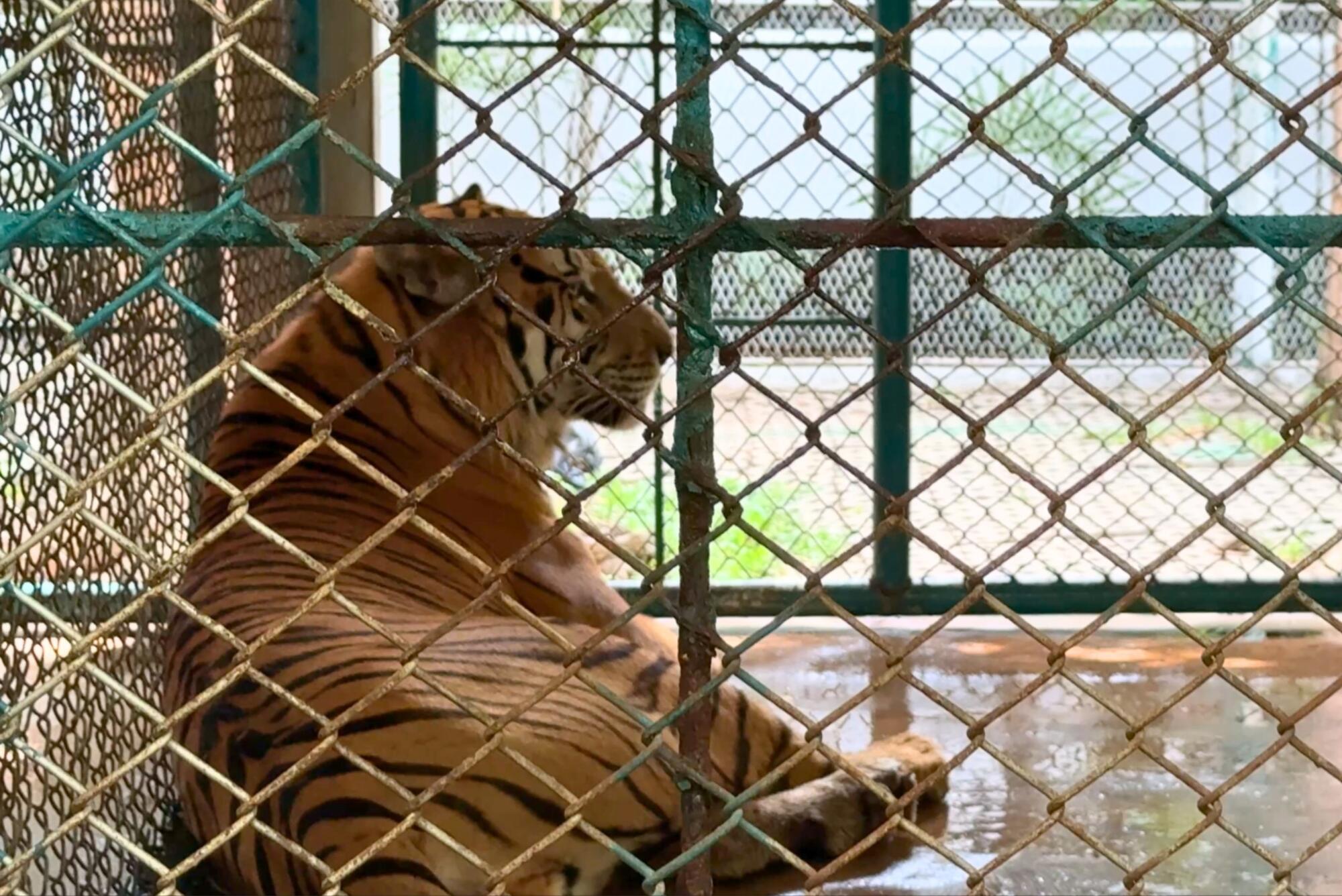 Tigre enjaulado