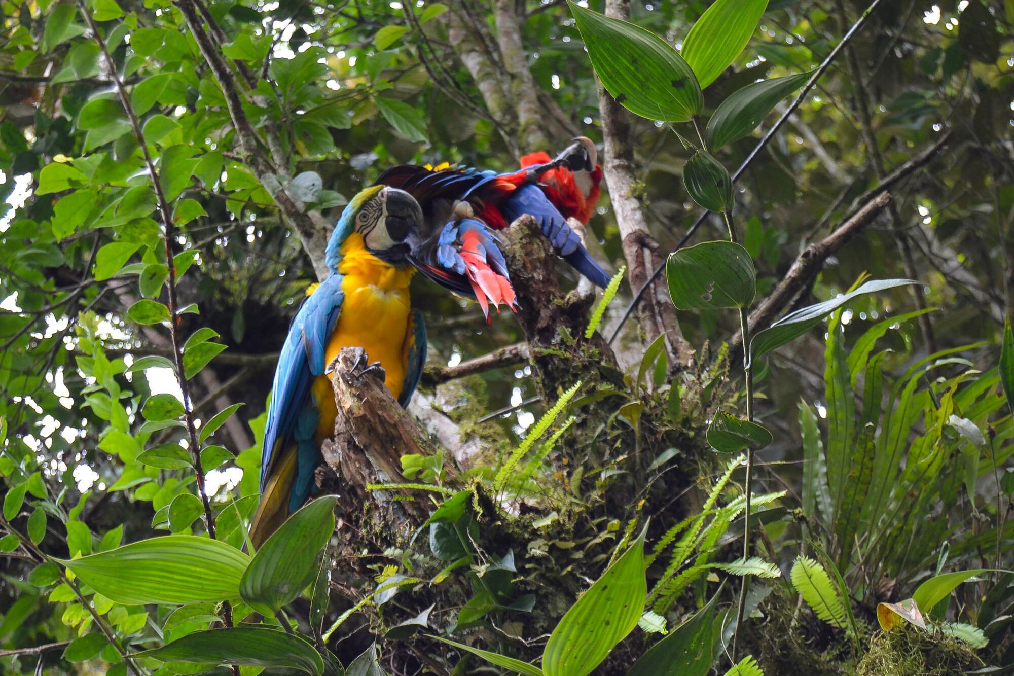 Turismo y ecología en Ecuador - 1