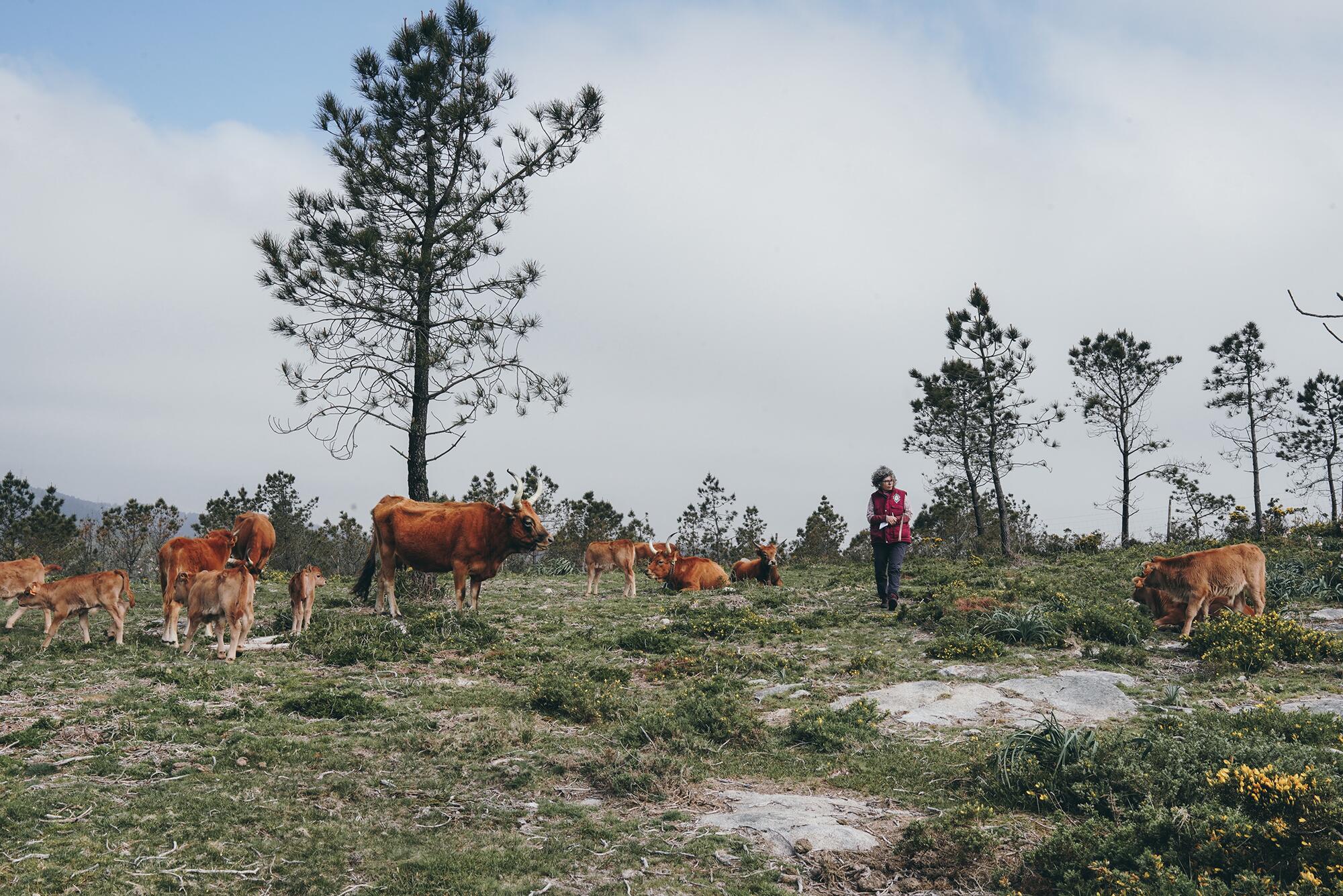 Esmirna/Galicia - 12