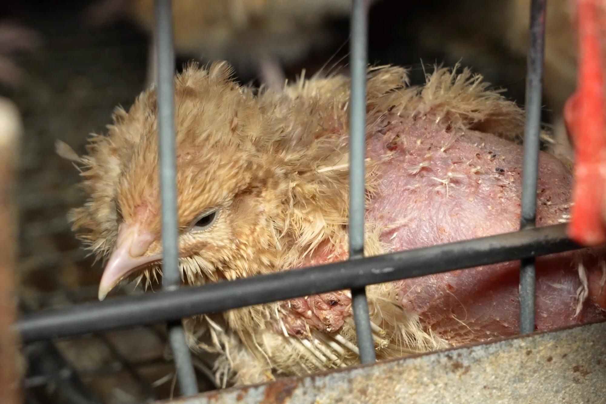 Granja Codornices - 1