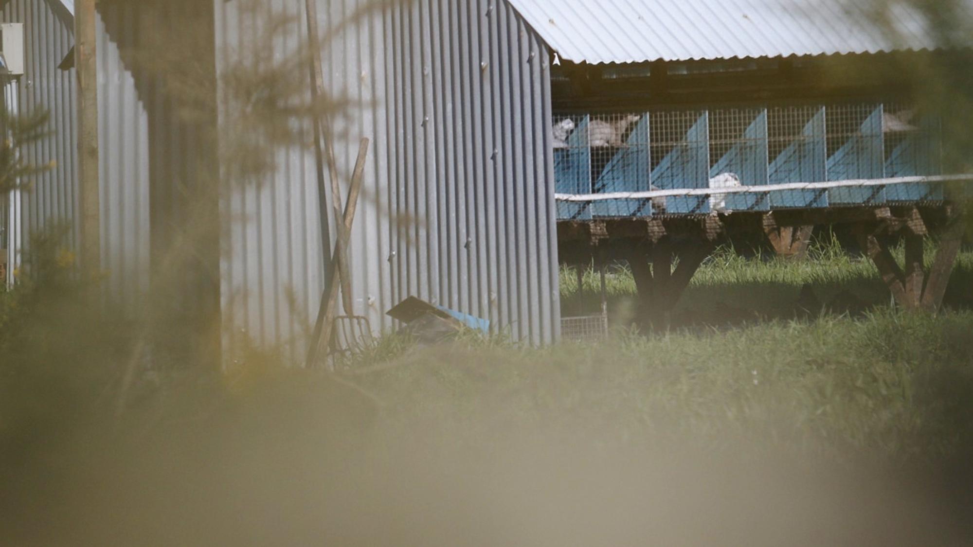 Brote de gripe aviar en una granja gallega 2jaulas al aire libre 