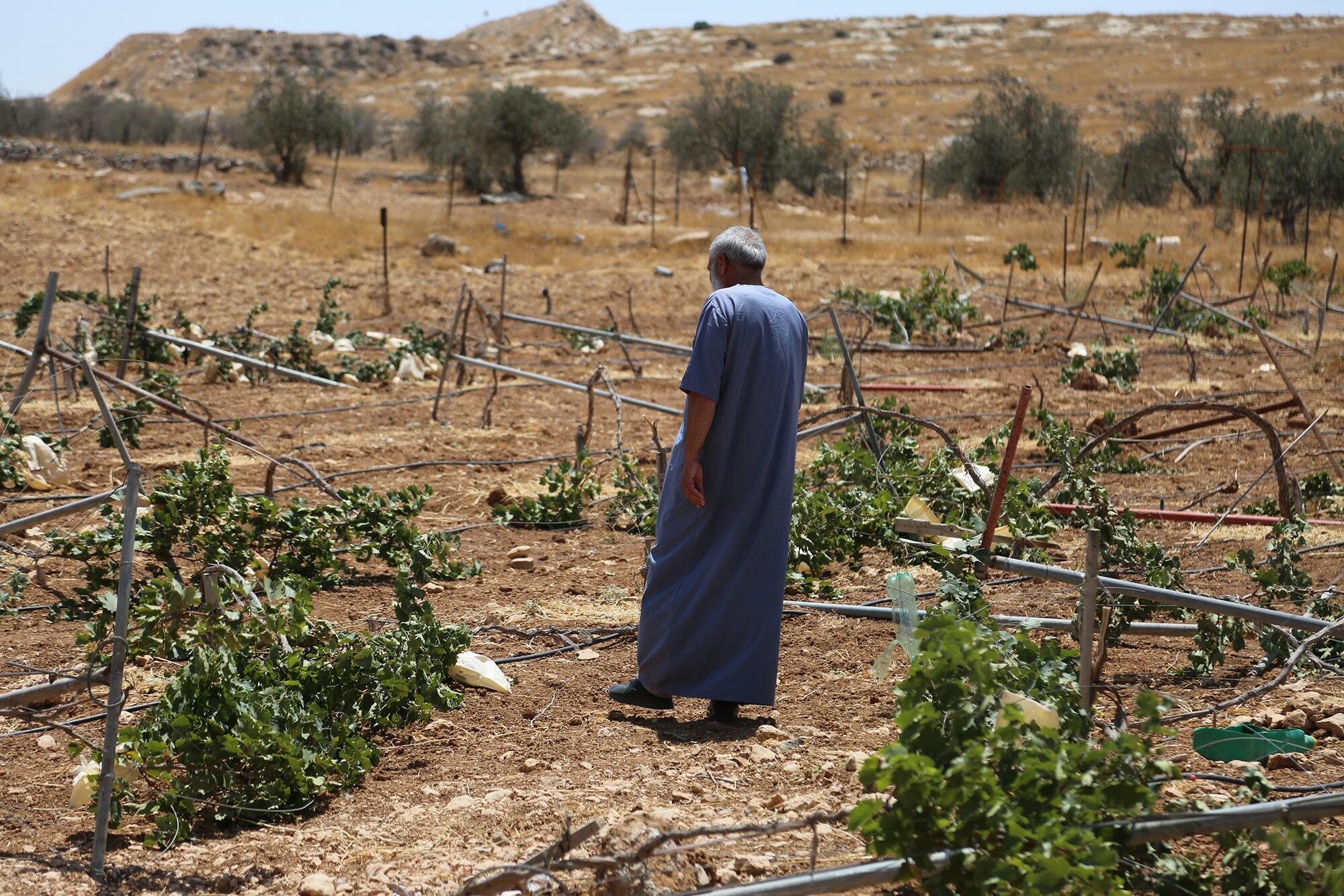 Palestina Viñedos - 4