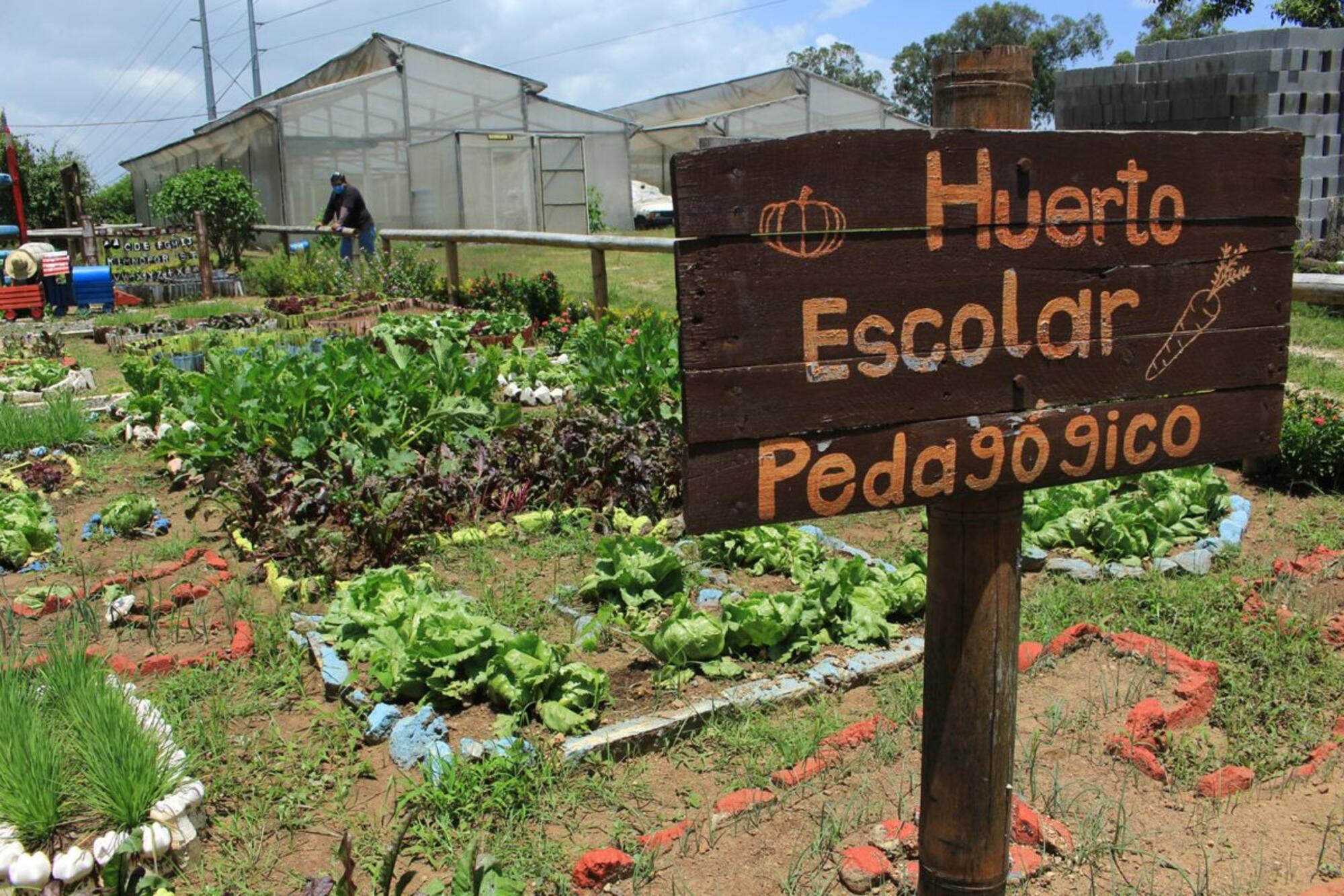 Huerto escolar
