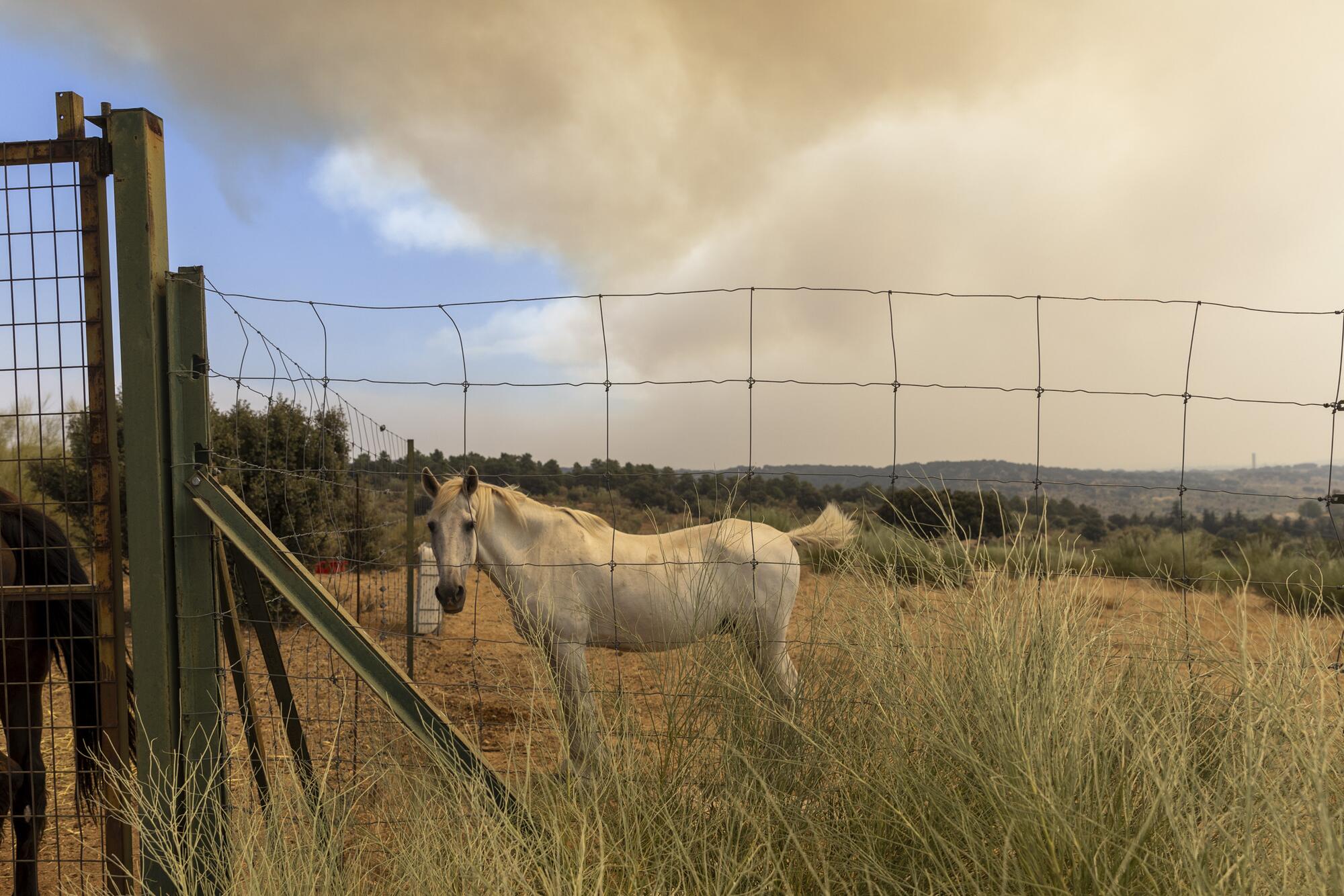 Incendios zona oeste de Madrid julio 2026 - 17