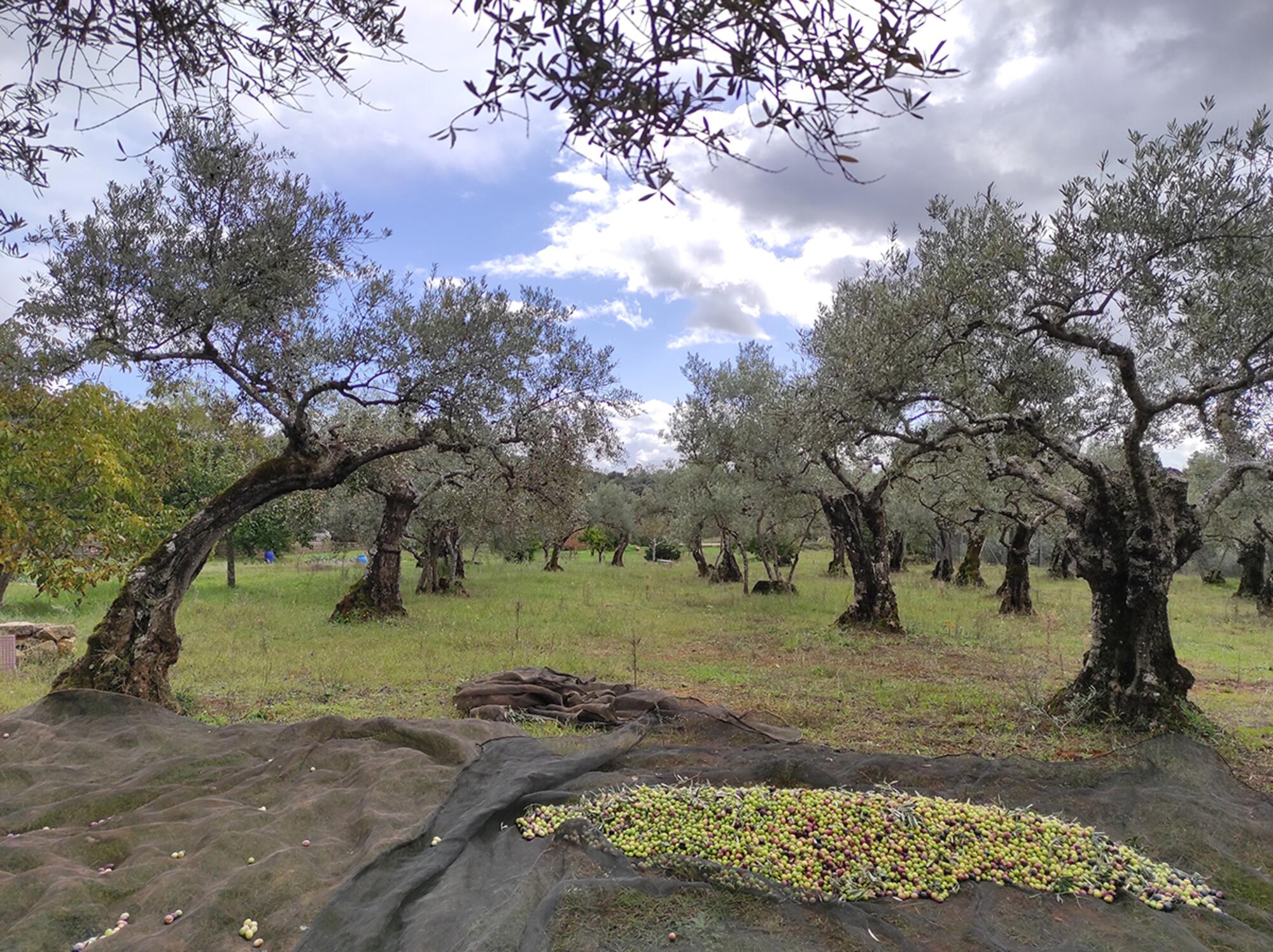 Olivares Sierra Gata