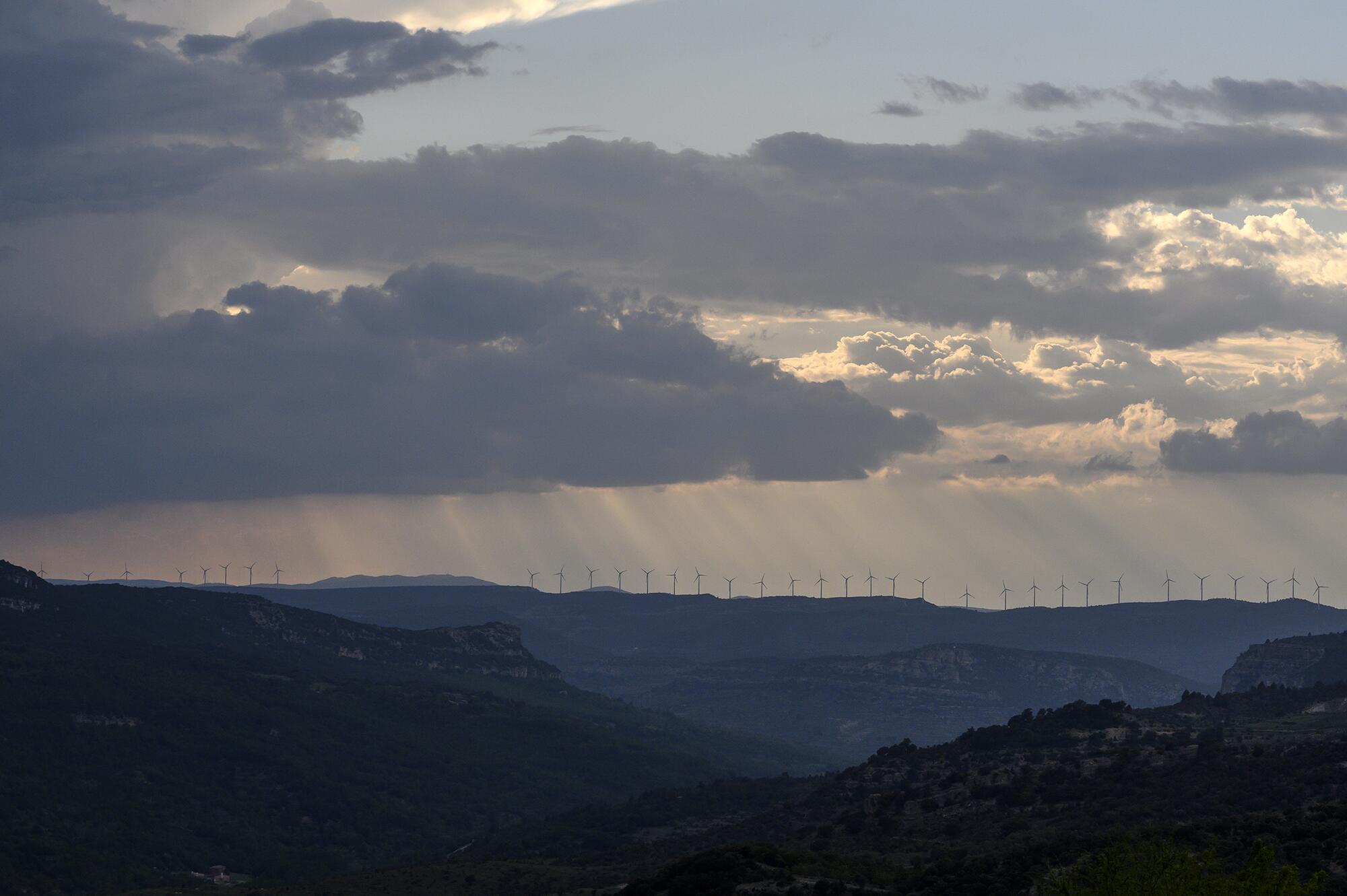 Morella eólicas