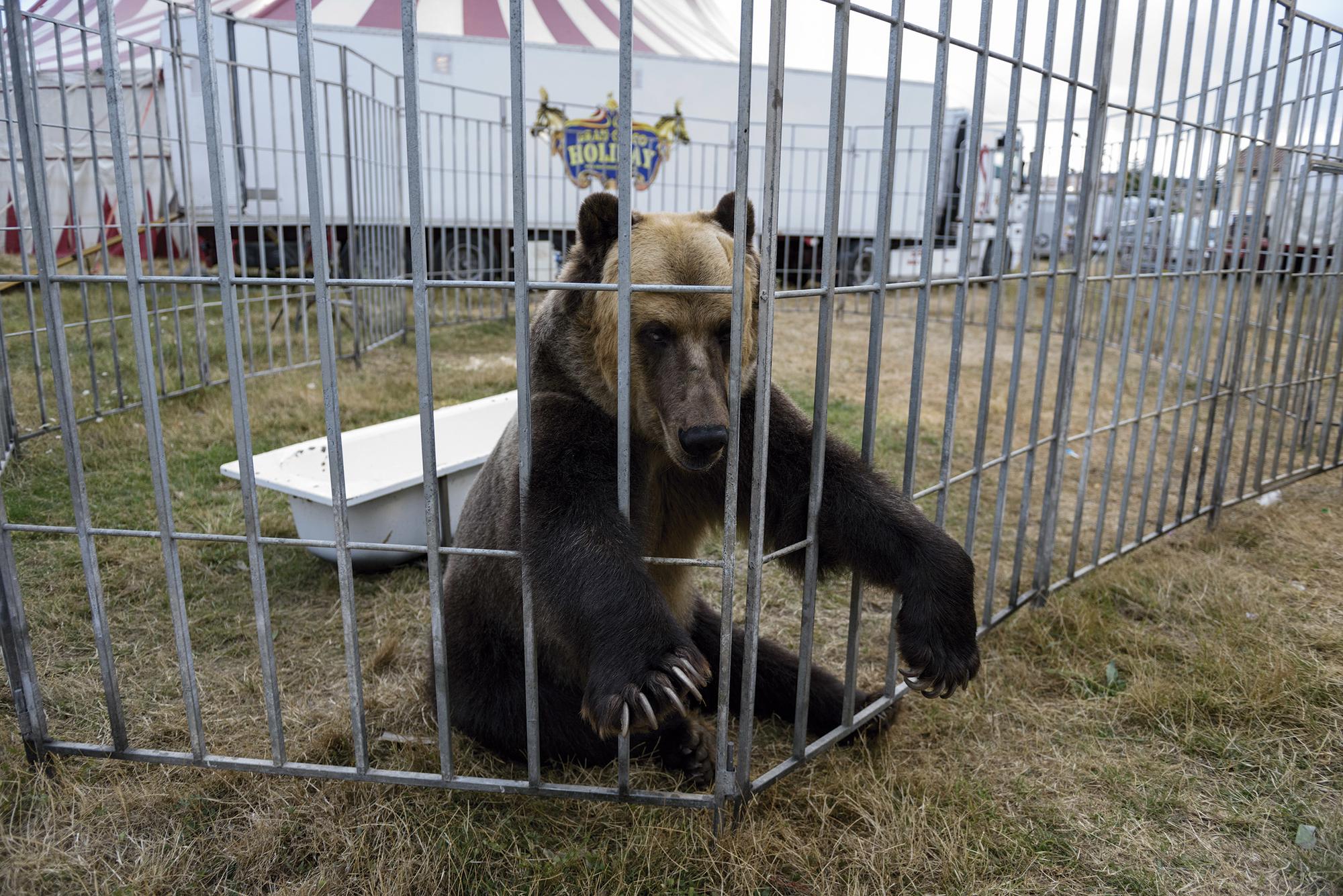 Infoanimal. Oso encerrado, explotado en el circo.