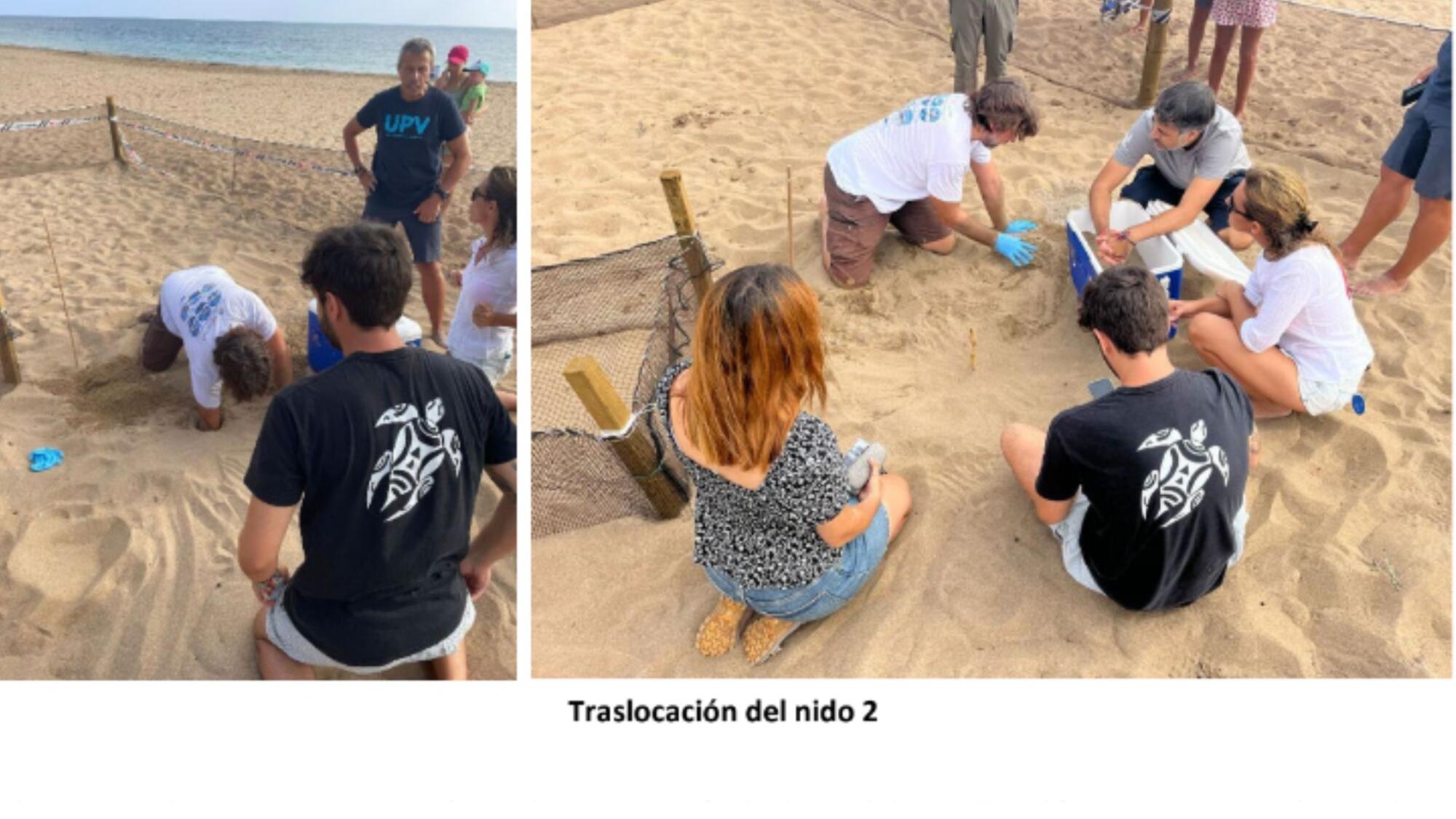 traslocando nidos tortugas