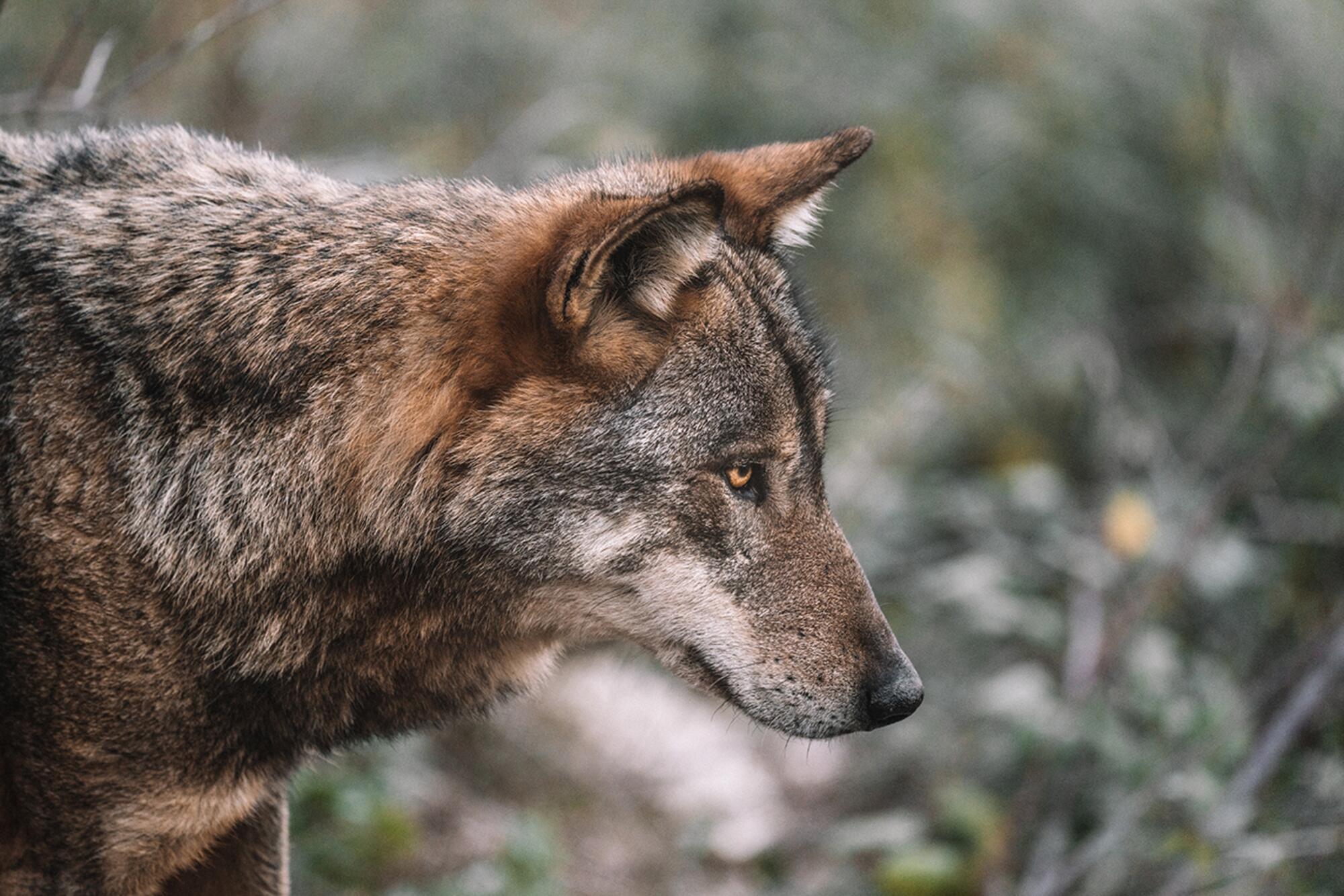 Lobo Federico di Dio