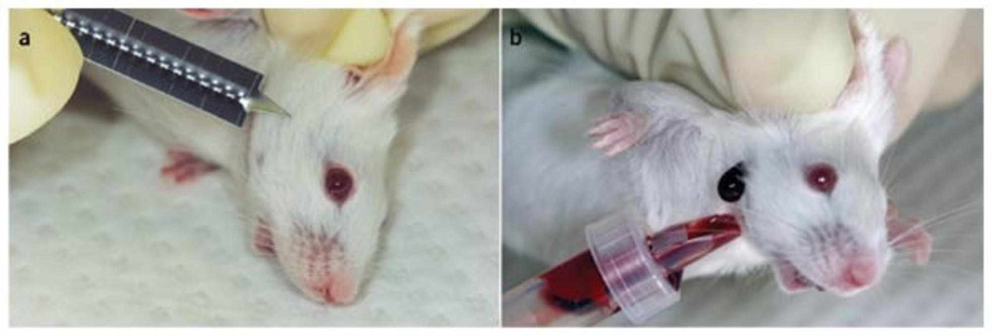 Extracción de sangre en ratones utilizando la vía del seno venoso submandibular