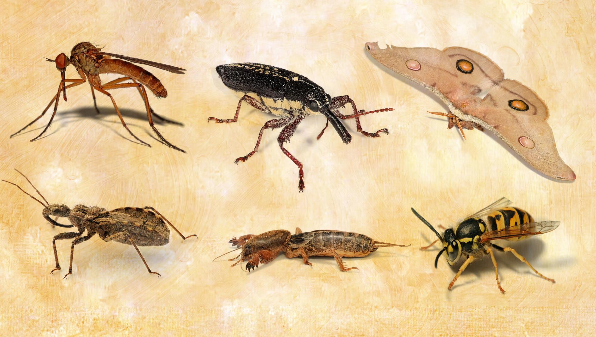 Insectos conservacionismo