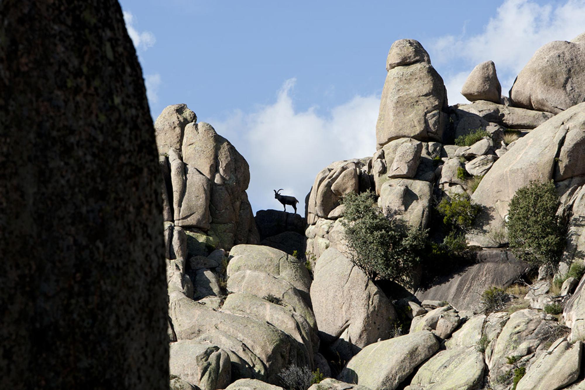 Una cabra montés en el entorno de La Pedriza