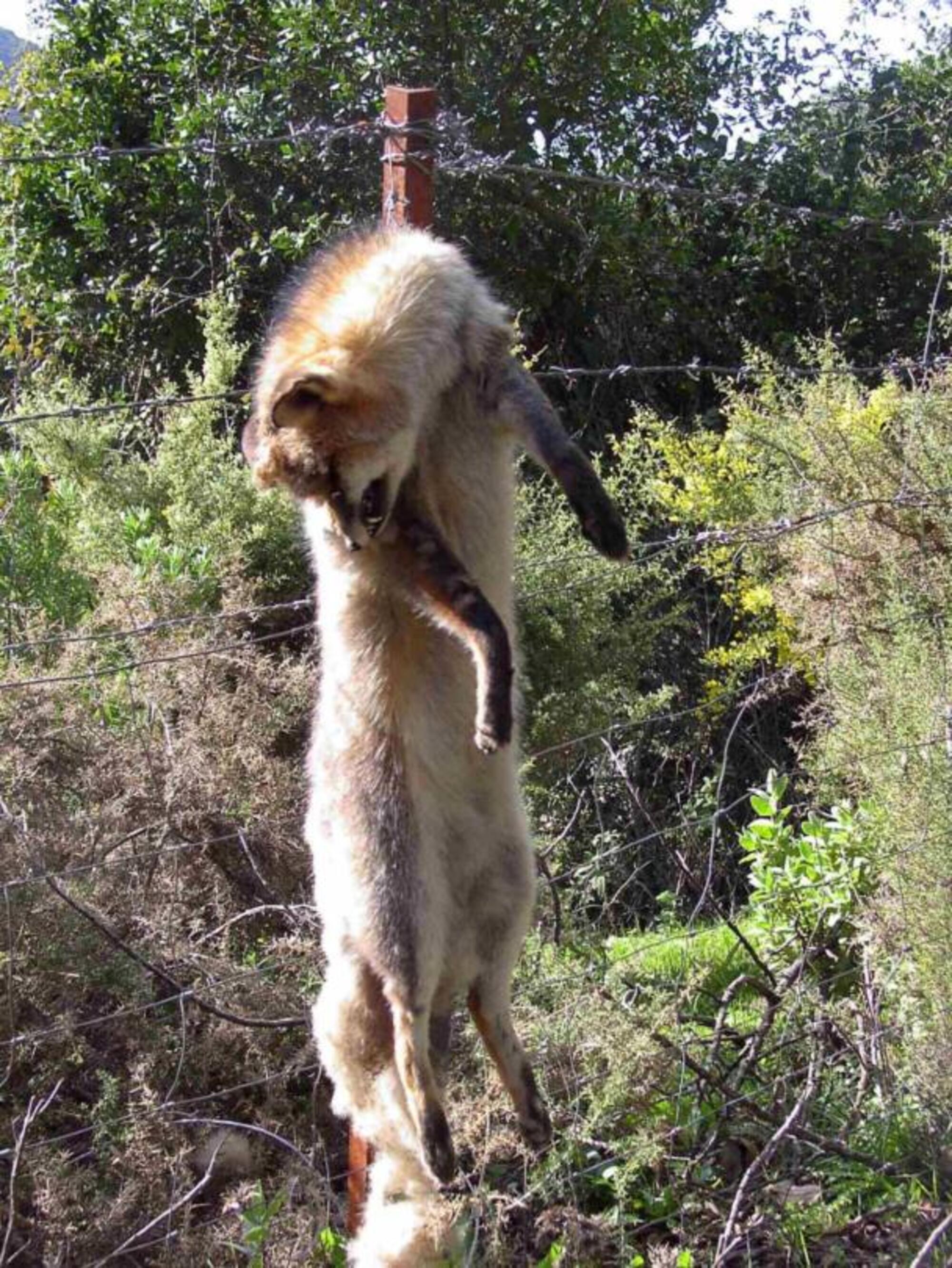 Alimañero Andalucía