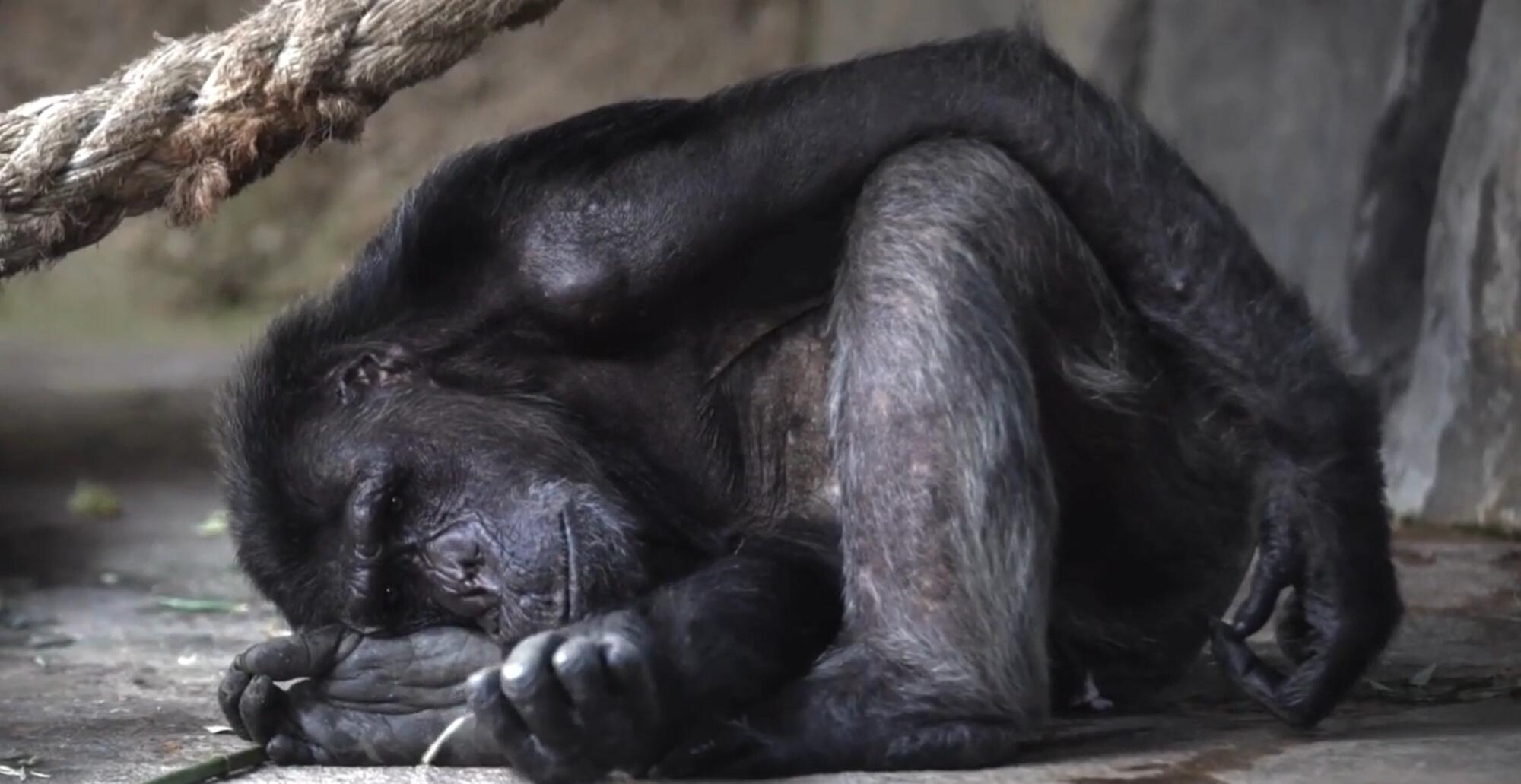 Ley grandes simios 1