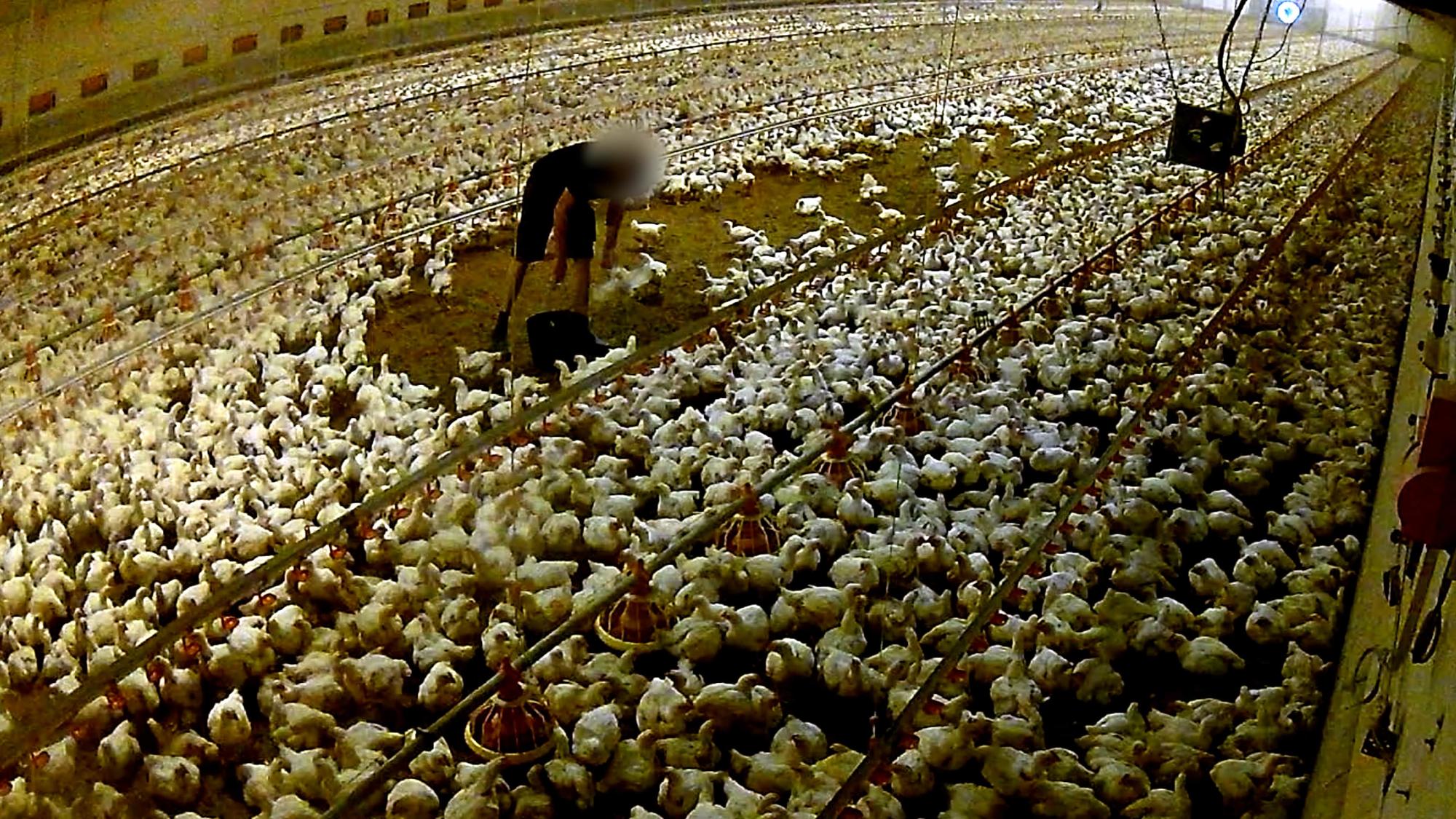 Investigación de Equalia sobre maltrato animal en granjas avícolas alemanas vinculadas a Lidl - 4