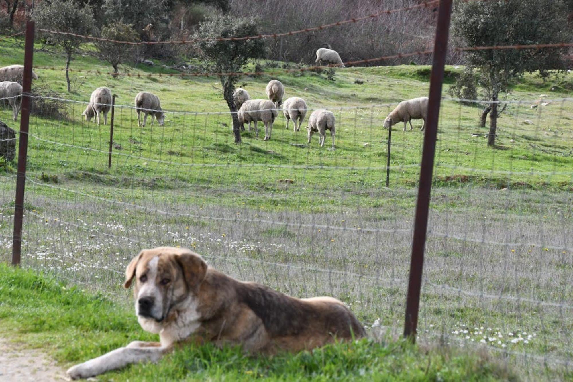 Dehesa campo Extremadura perro ganado