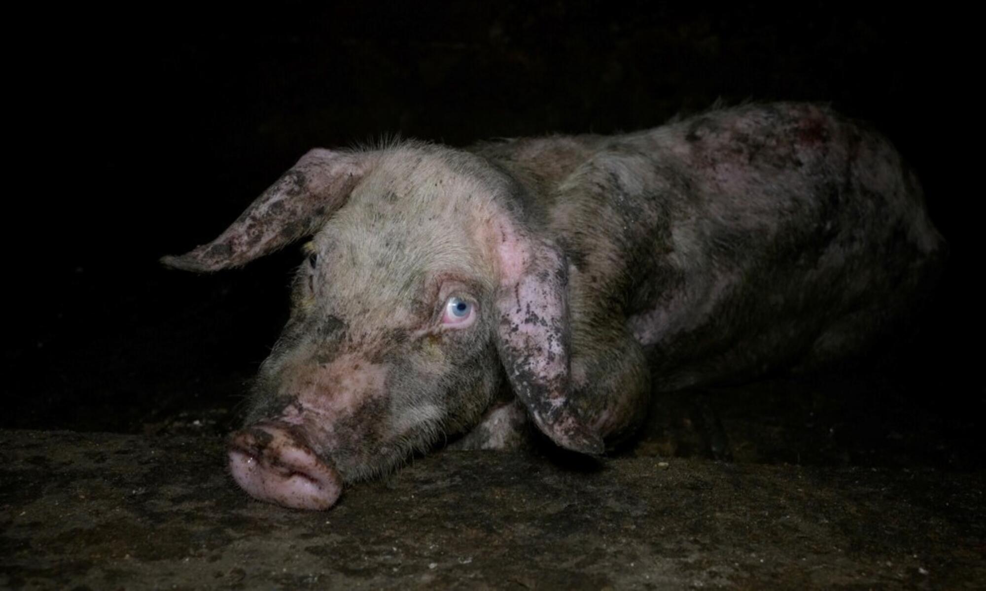 Cerdo enfermo en una explotación porcina en Castellote, Teruel.
