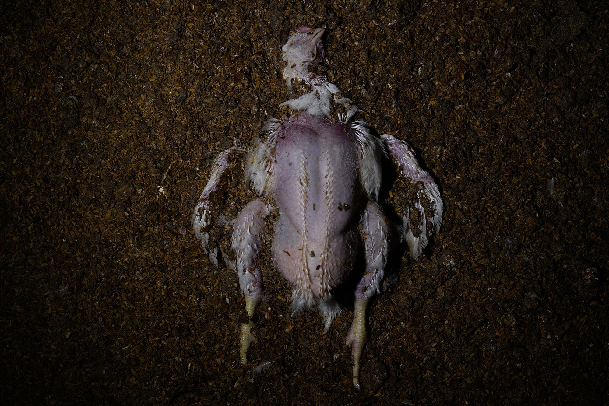 Pollo muerto macrogranja