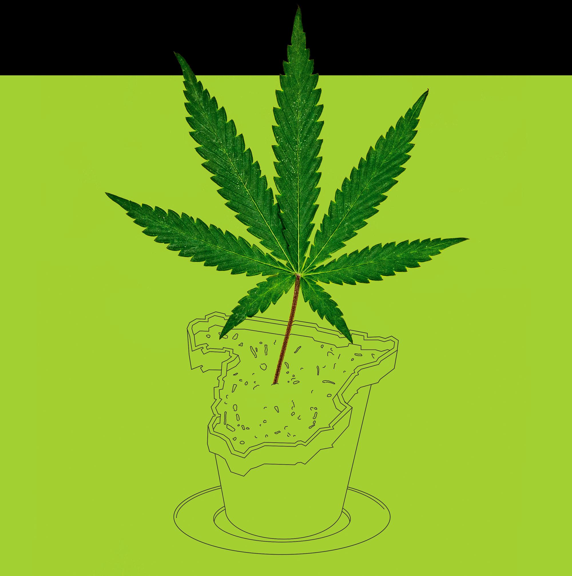 panorama 41 cannabis 1 dentro
