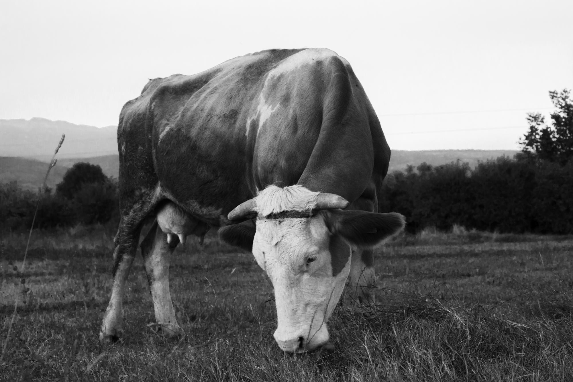 Una vaca pasta en un prado de Navarra