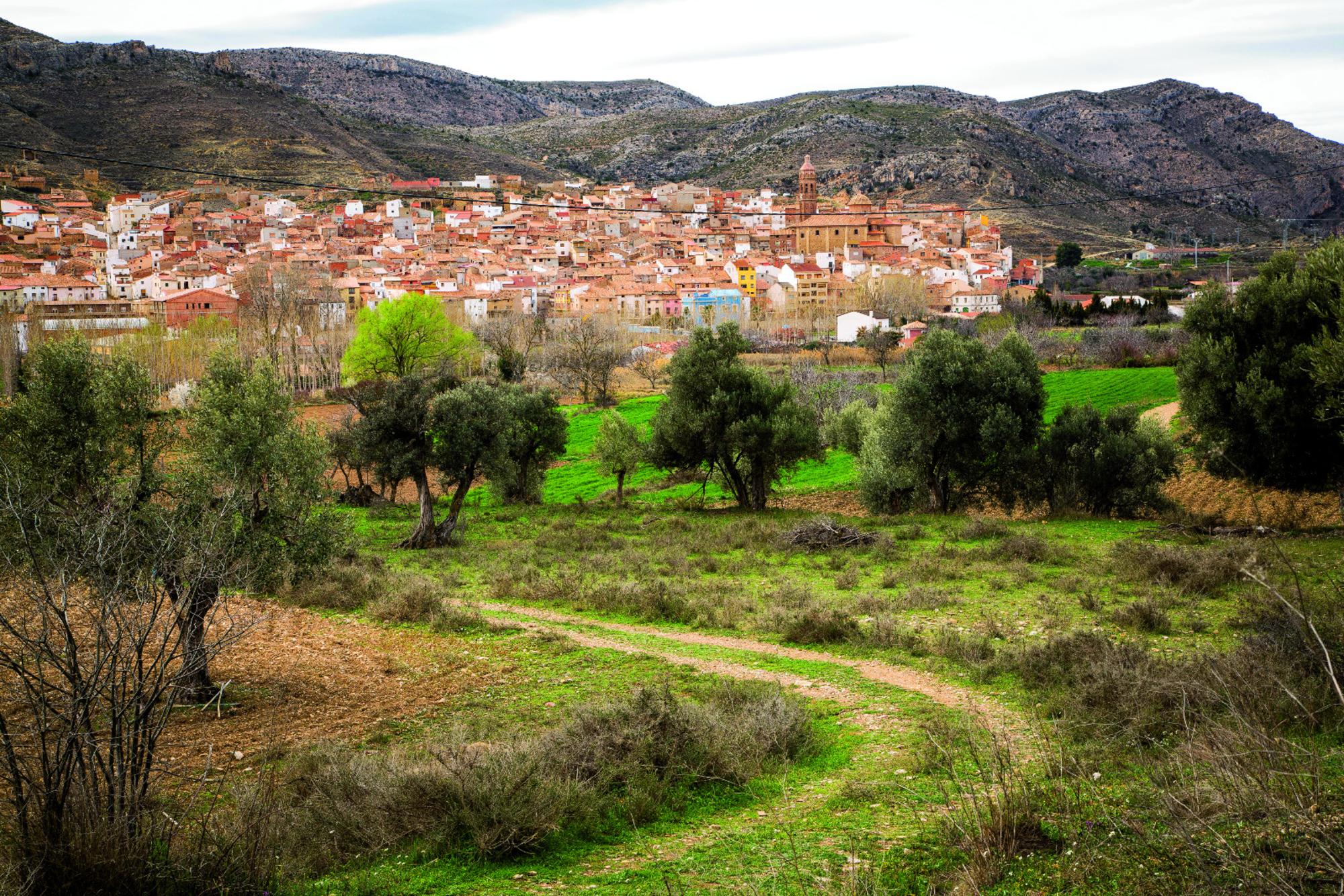 Oliete_Apadrina un olivo