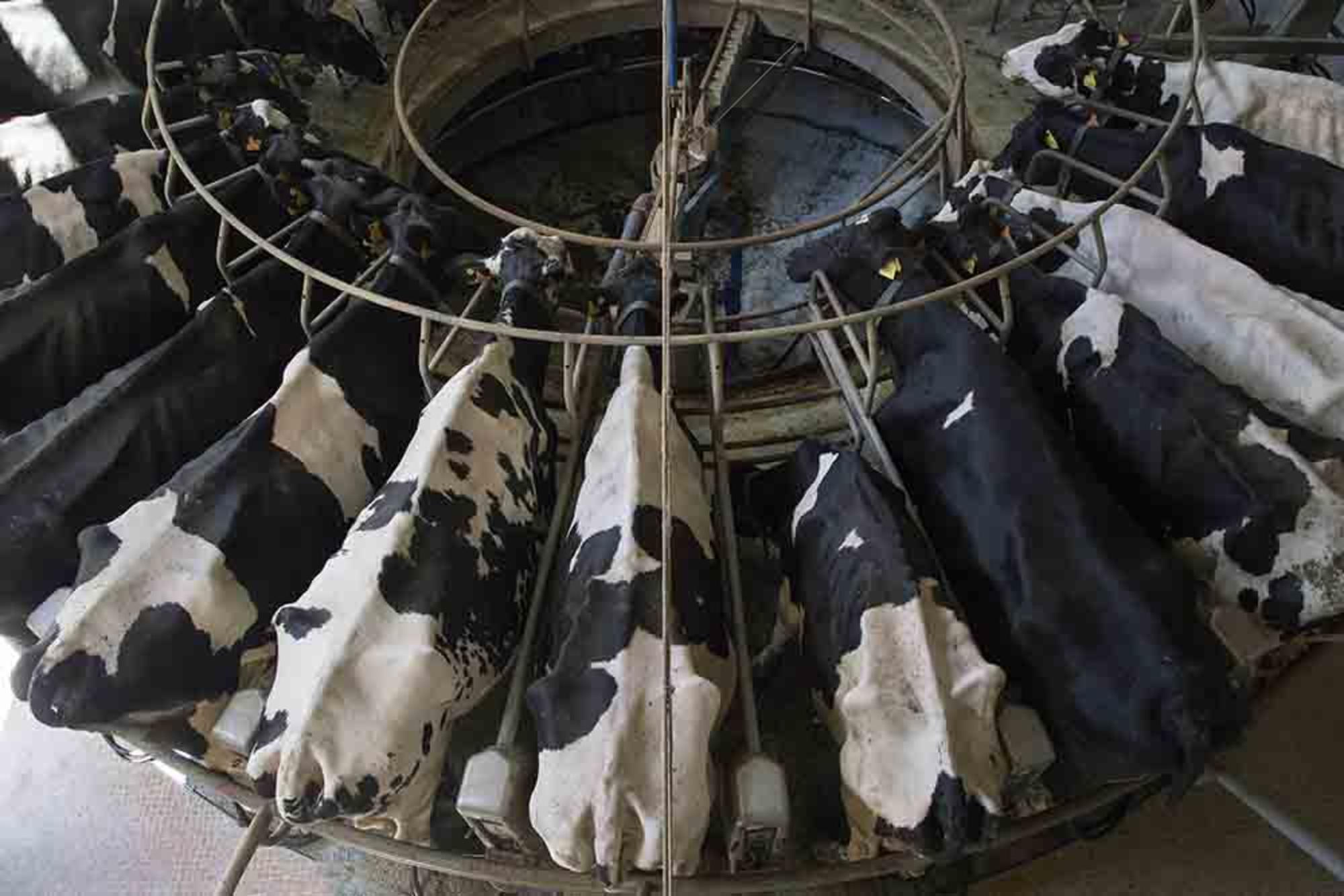 Vacas explotadas por la industria ganadera