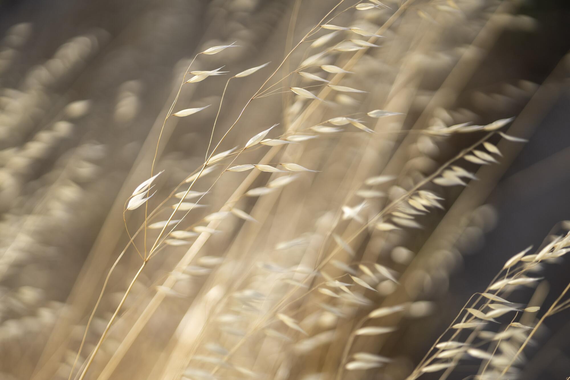 Recurso Espigas silvestres 