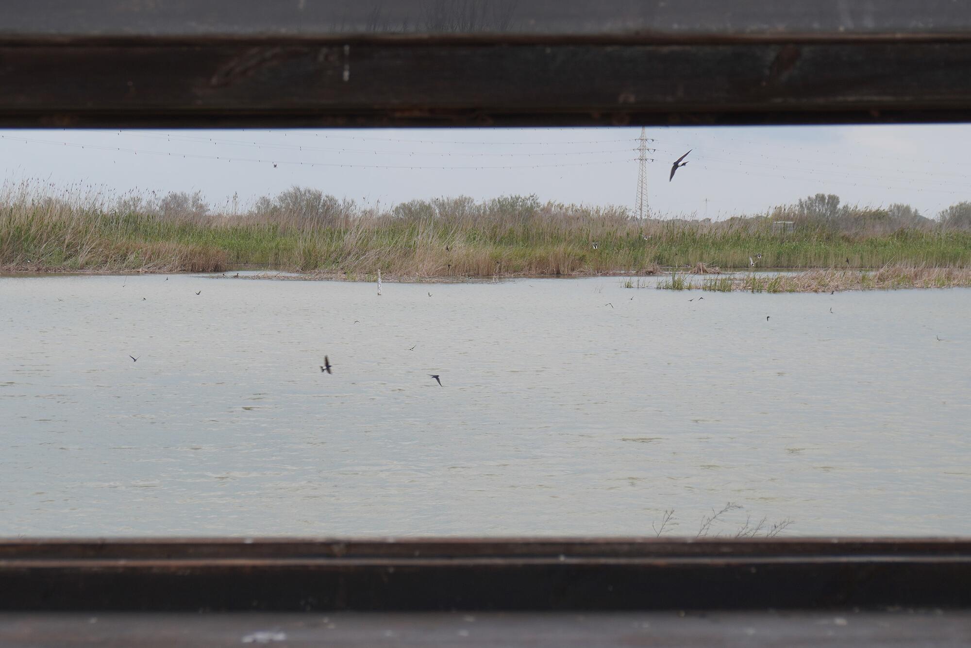 Albufera Reportaje - 1