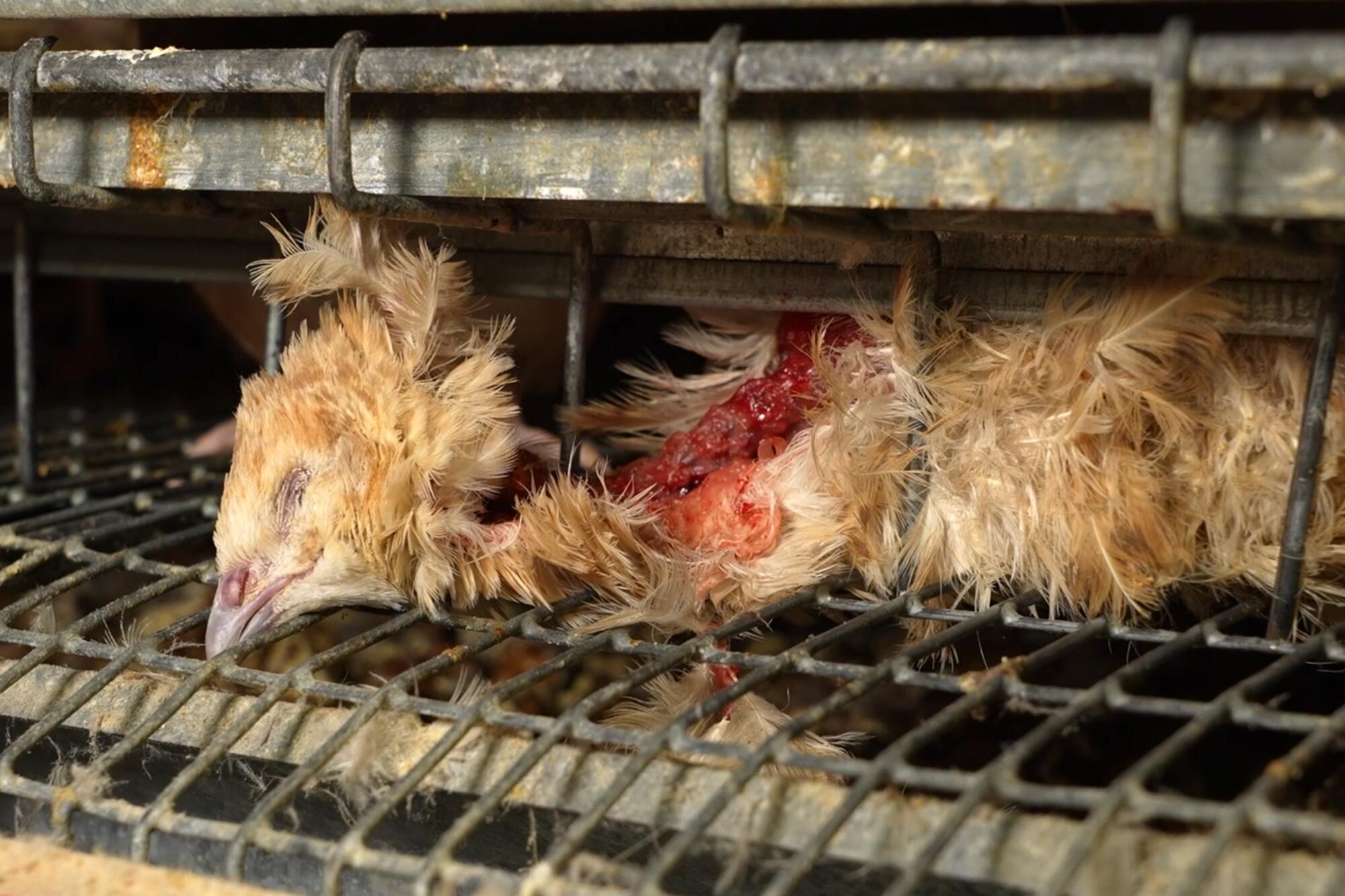 Granja Codornices - 2