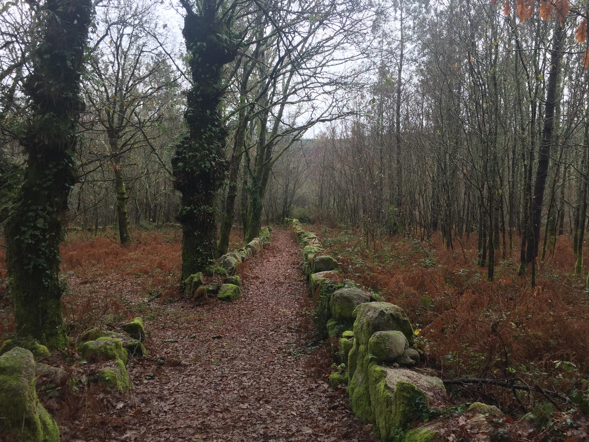 Camiño bosque galego