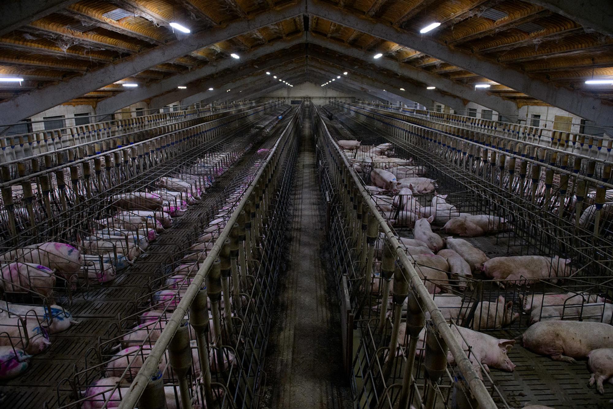 Gestación cerdos granjas explotación