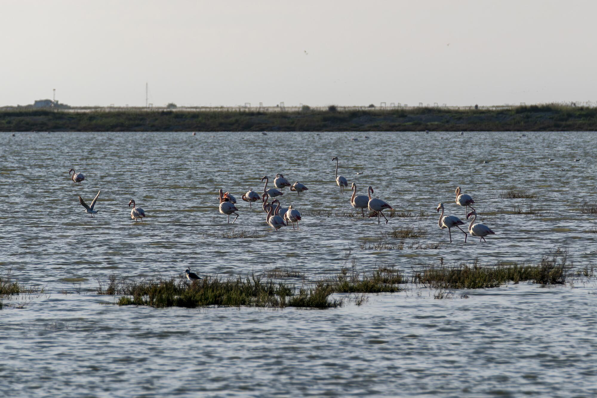 Aznalcollar Greenpeace - 7