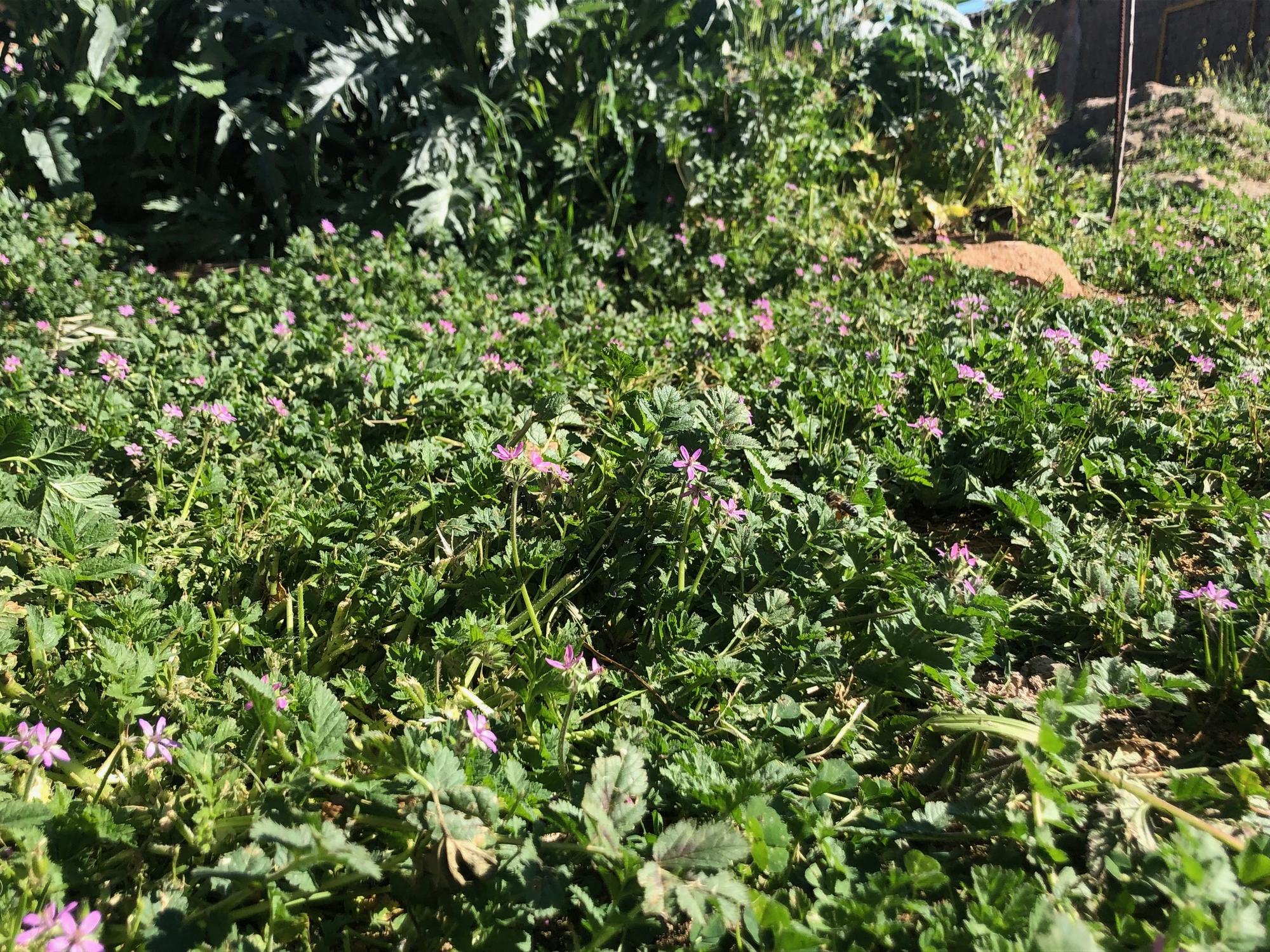 Foto flor Campo de Cuidados