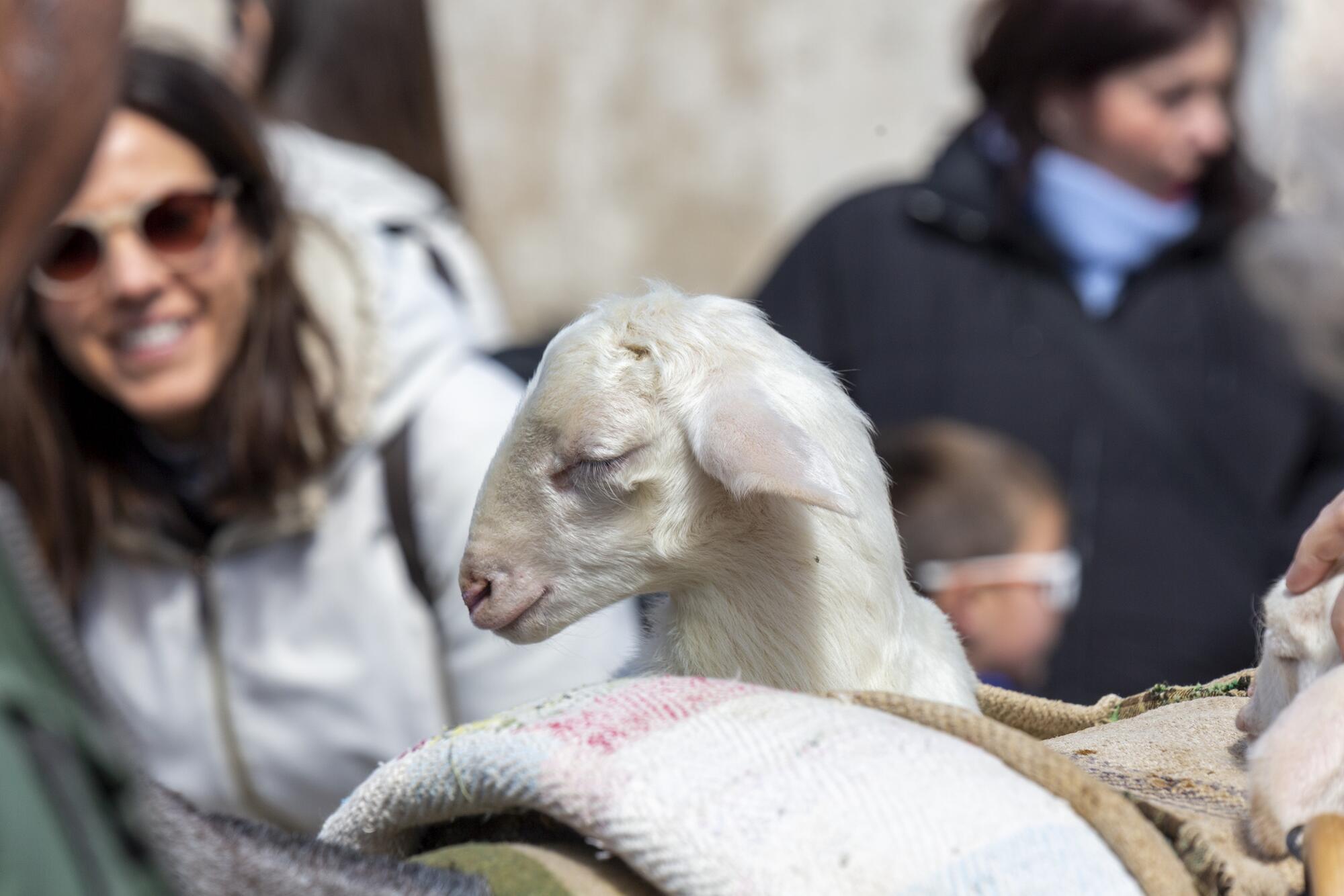 Cuenca se levanta contra las plantas de biogás - 2