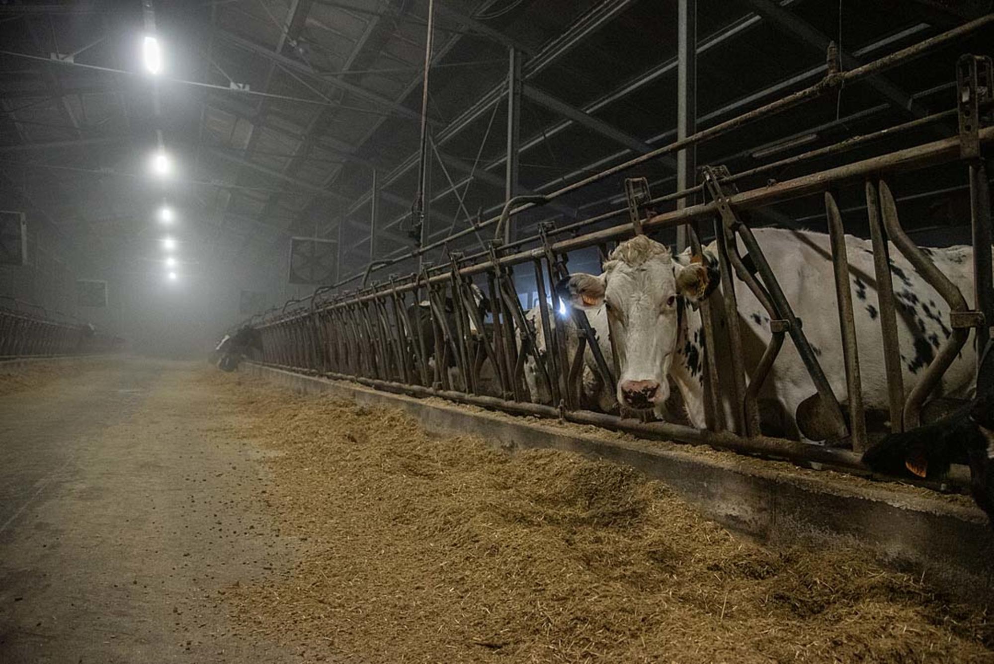 Vaca en centro de explotación para la producción de leche